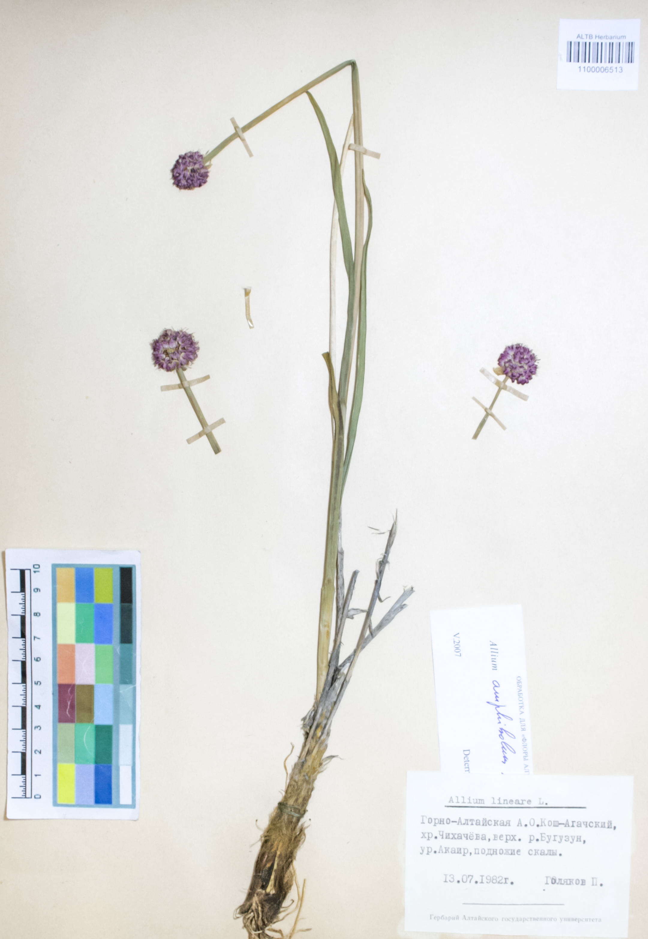 Amaryllidaceae,Allium lineare L.