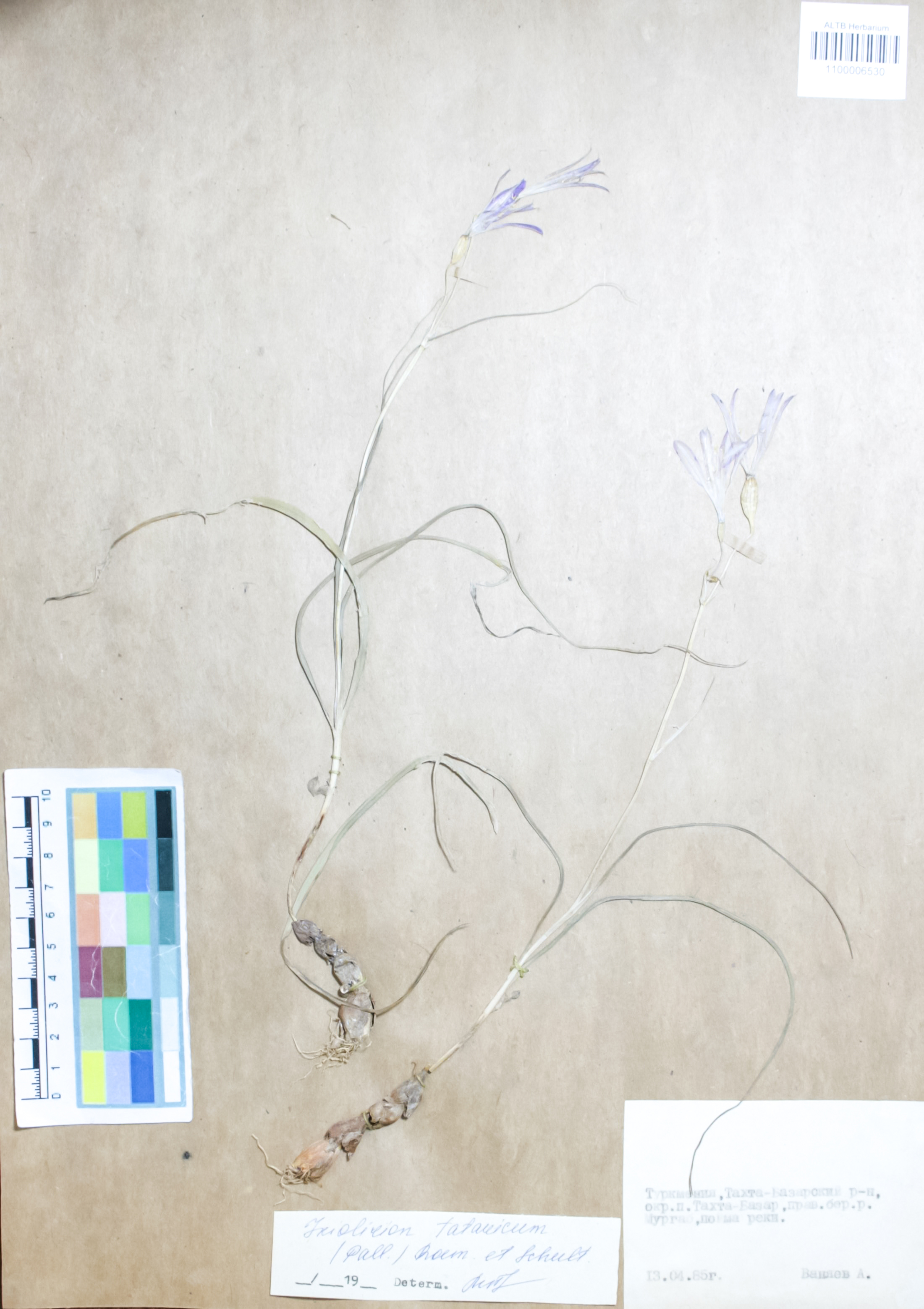 Ixioliriaceae,Ixiolirion tataricum (Pall.) Roem. et Schult
