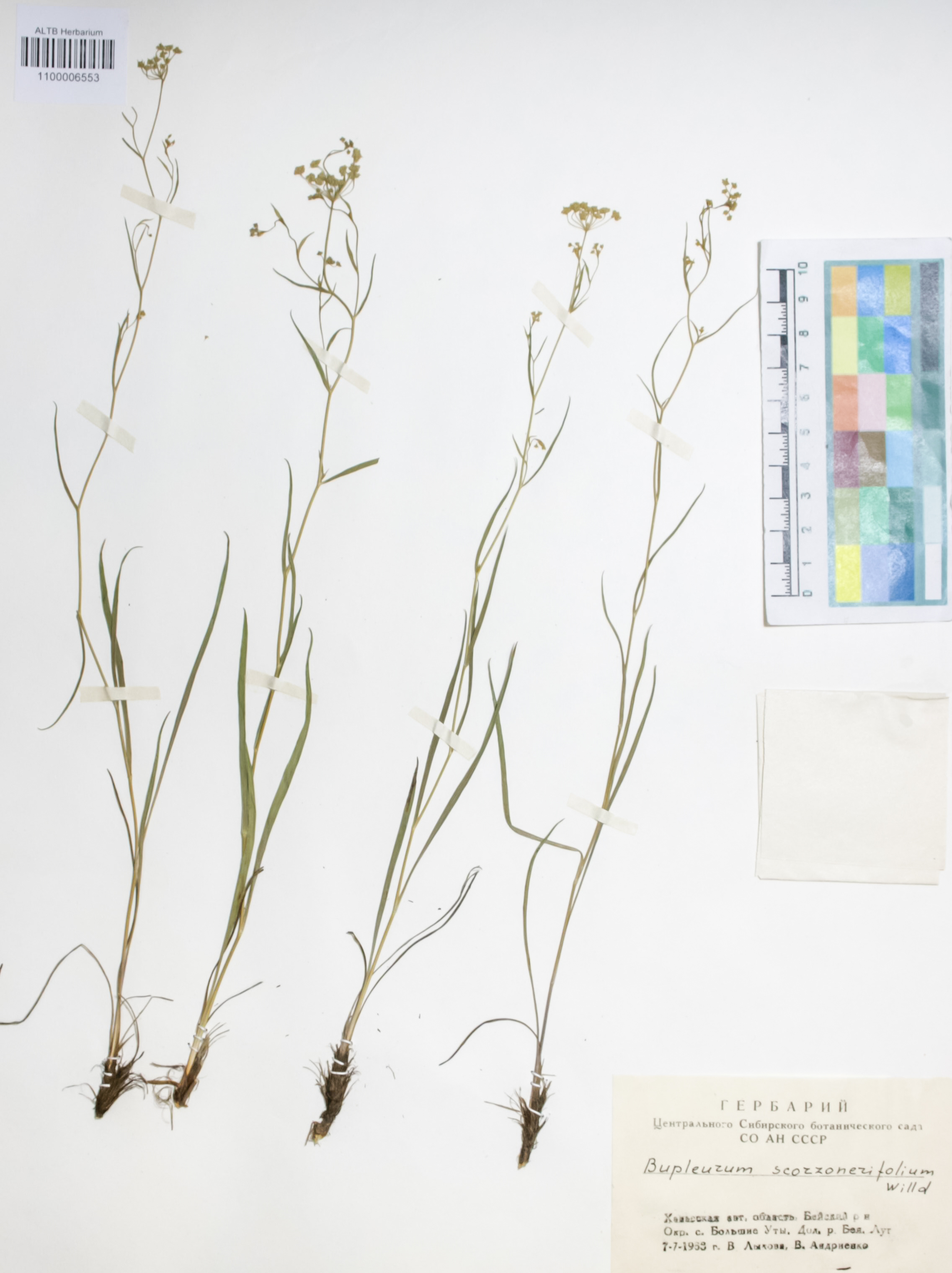 Apiaceae,Bupleurum scorzonerifolium Willd.