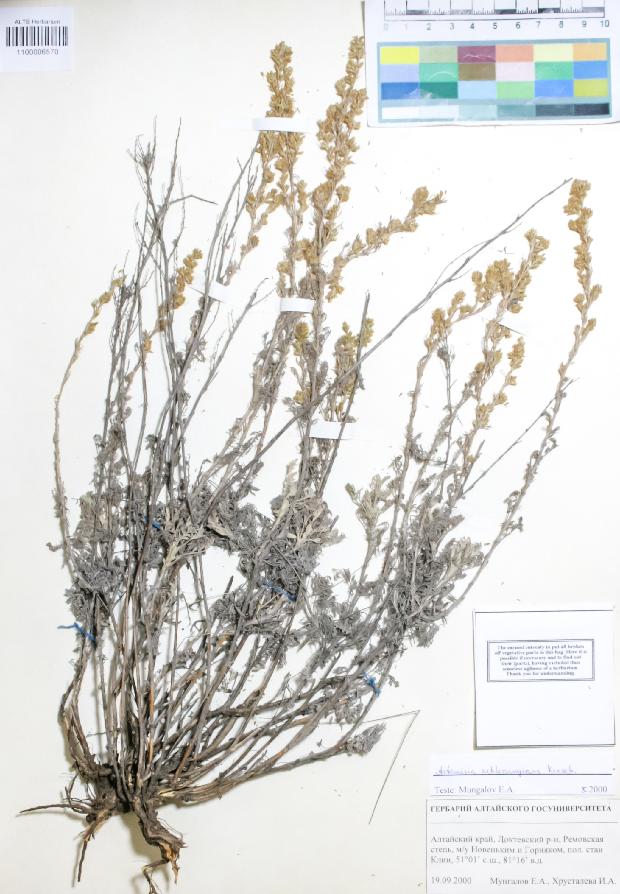 Asteraceae,Artemisia sublessingiana Krasch. ex Poljakov
