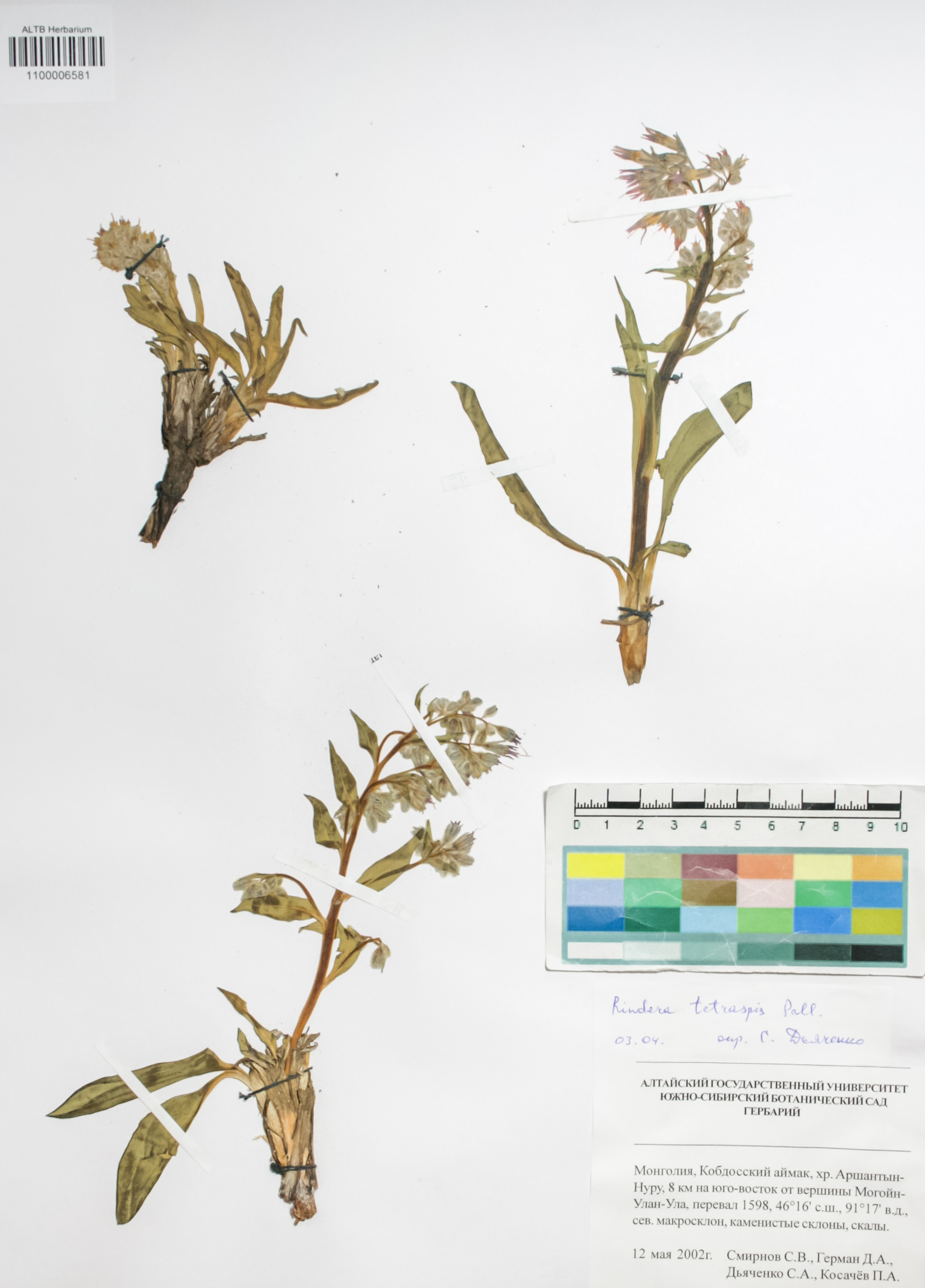 Boraginaceae,Rindera tetraspis Pall.