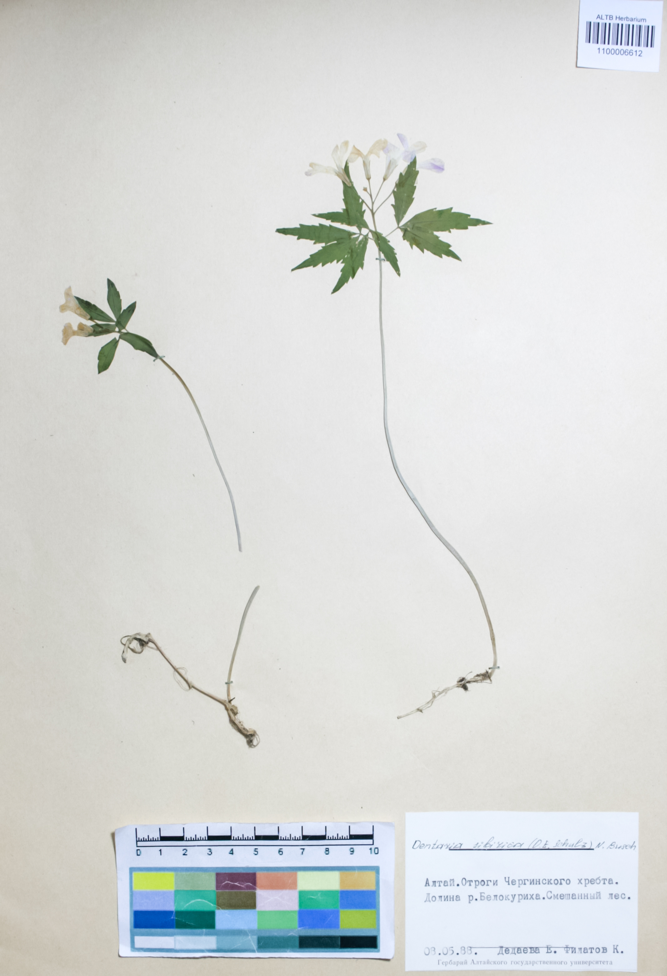 Brassicaceae,Dentaria sibirica (O.E. Schulz) N. Busch