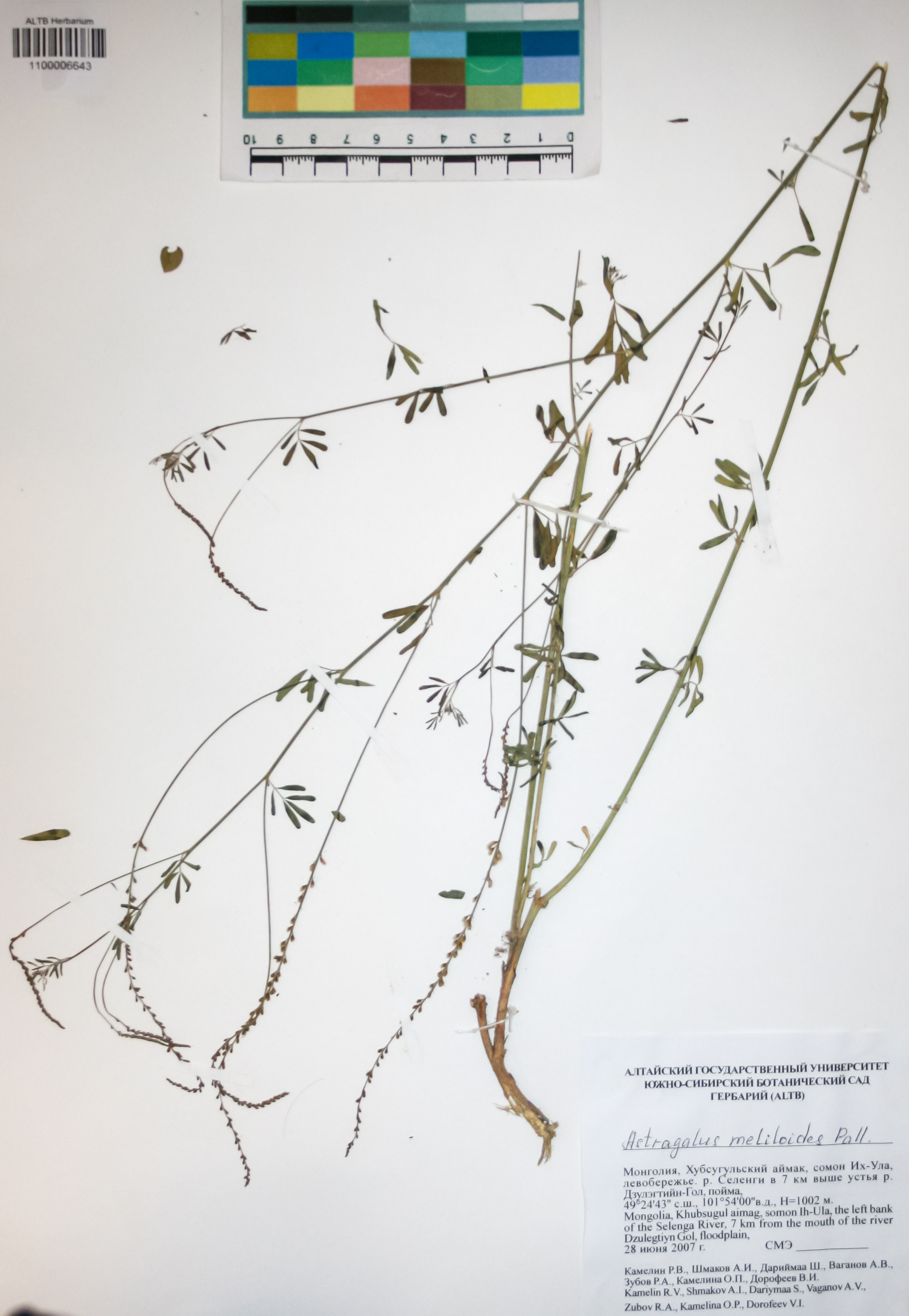 Fabaceae,Astragalus melilotoides Pall.
