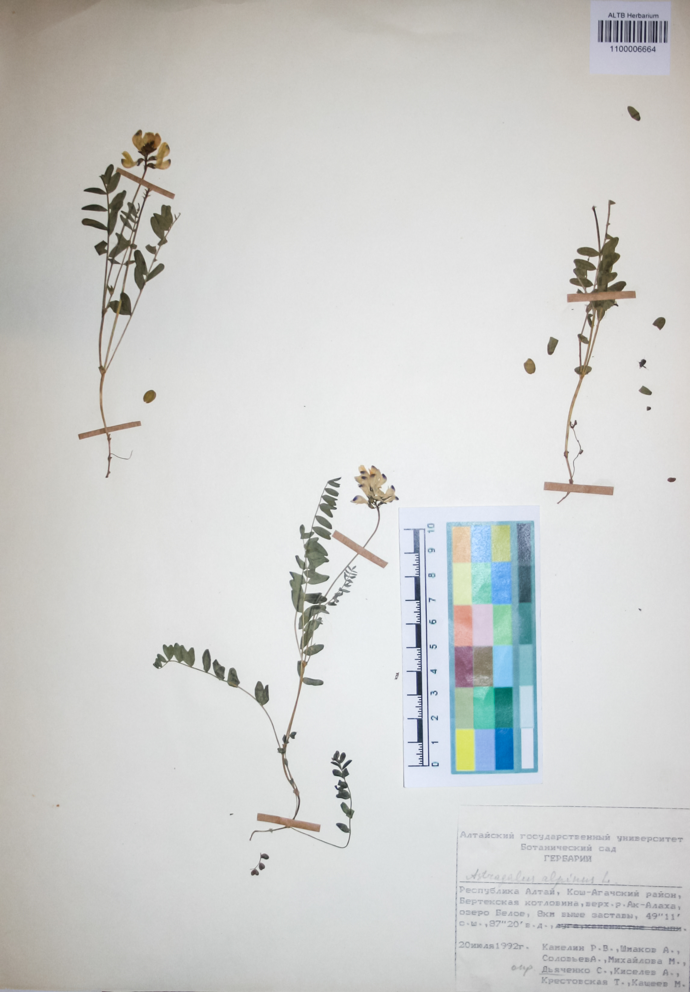 Fabaceae,Astragalus alpinus L.