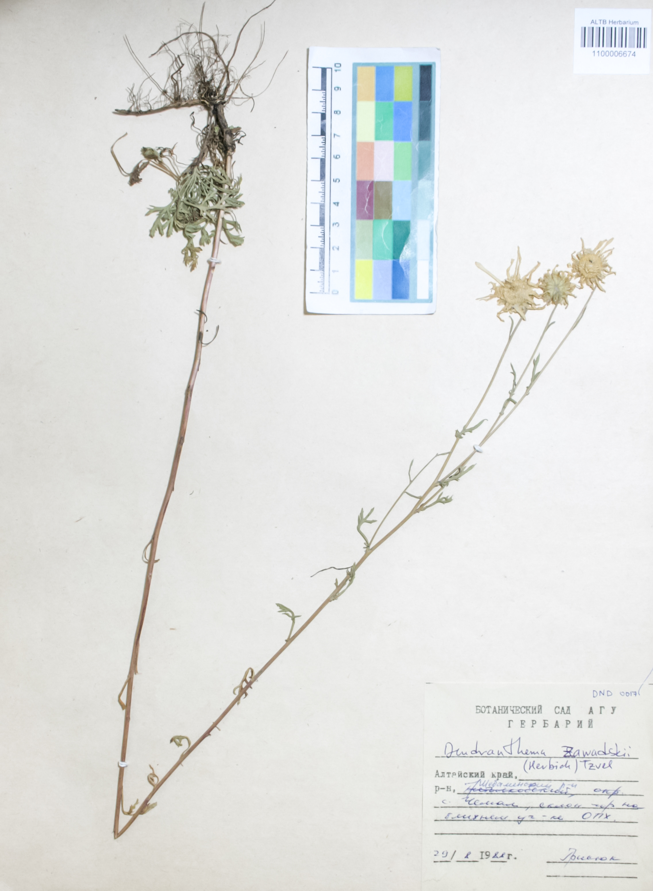 Asteraceae,Dendranthema zawadskii (Herbich.) Tzvelev.