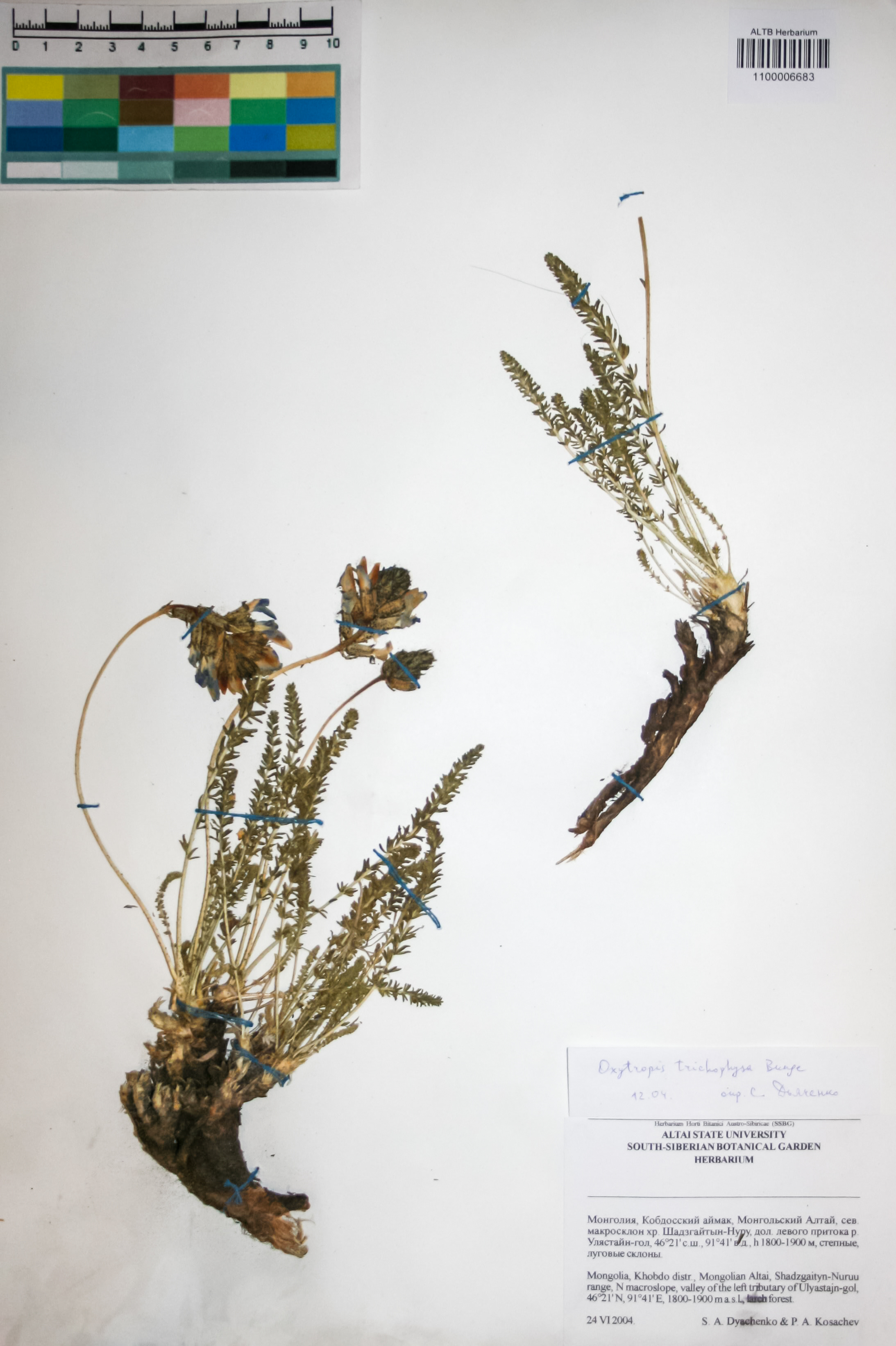 Fabaceae,Oxytropis trichophysa Bunge