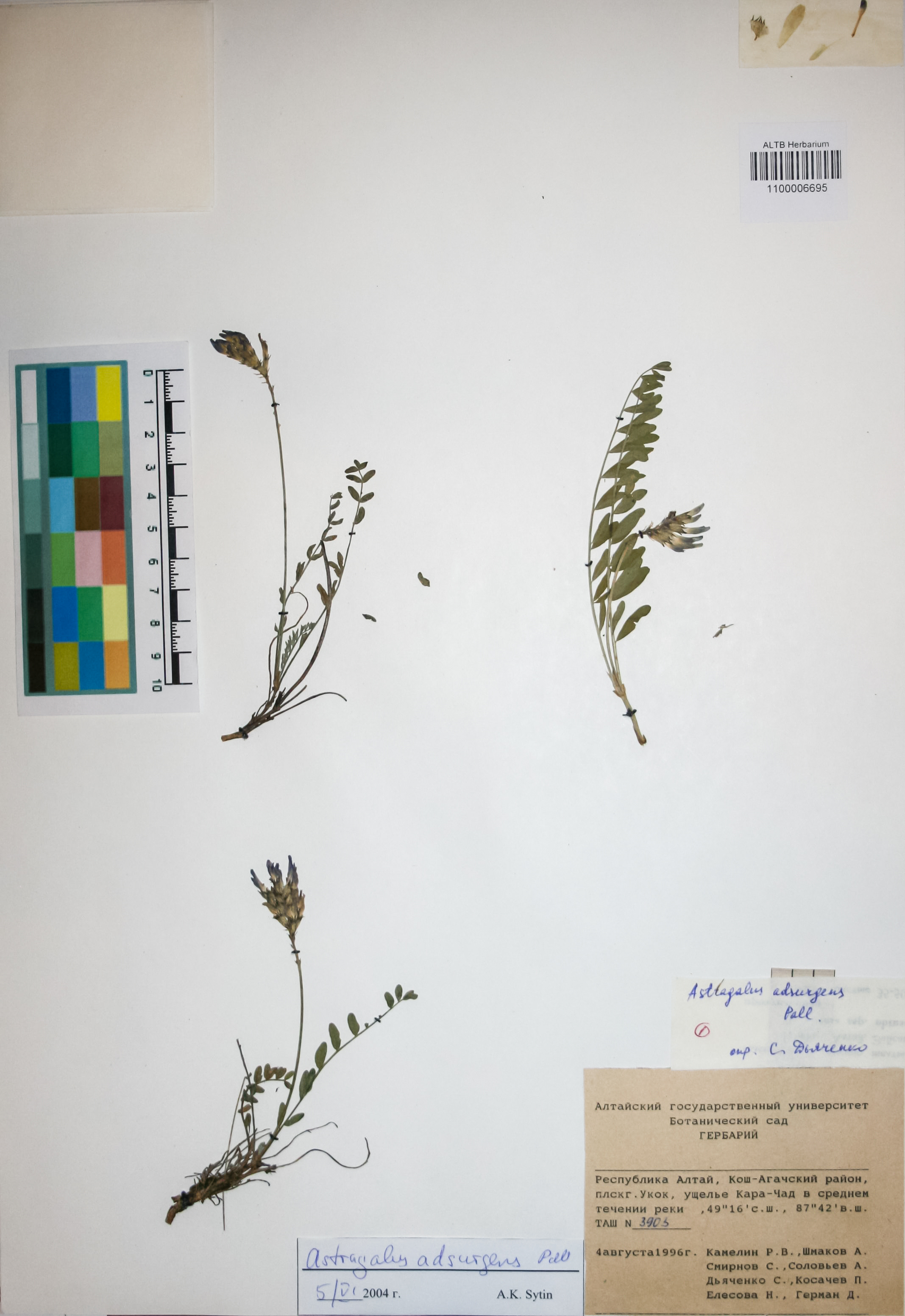 Fabaceae,Astragalus adsurgens Pall.