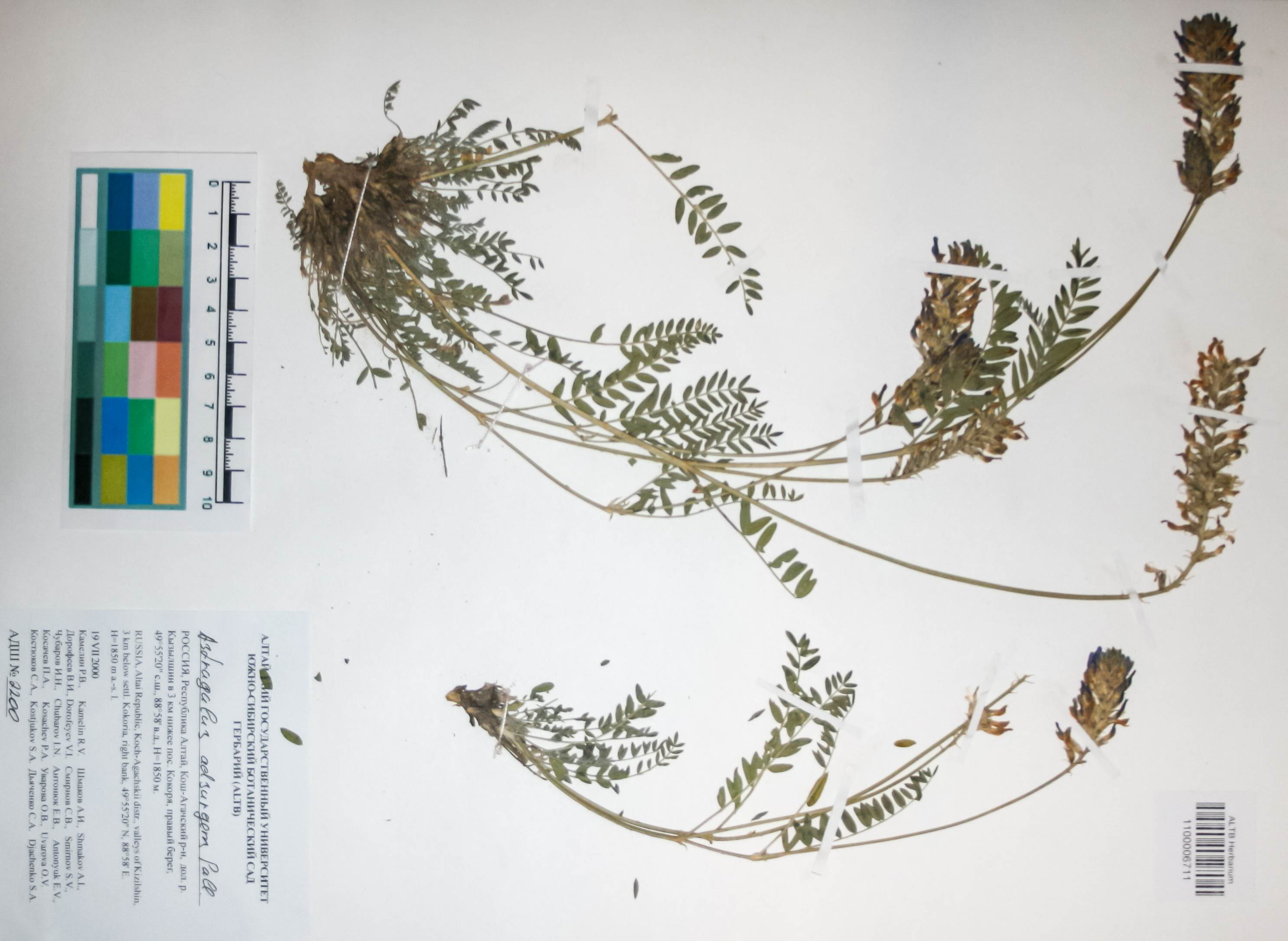 Fabaceae,Astragalus adsurgens Pall.
