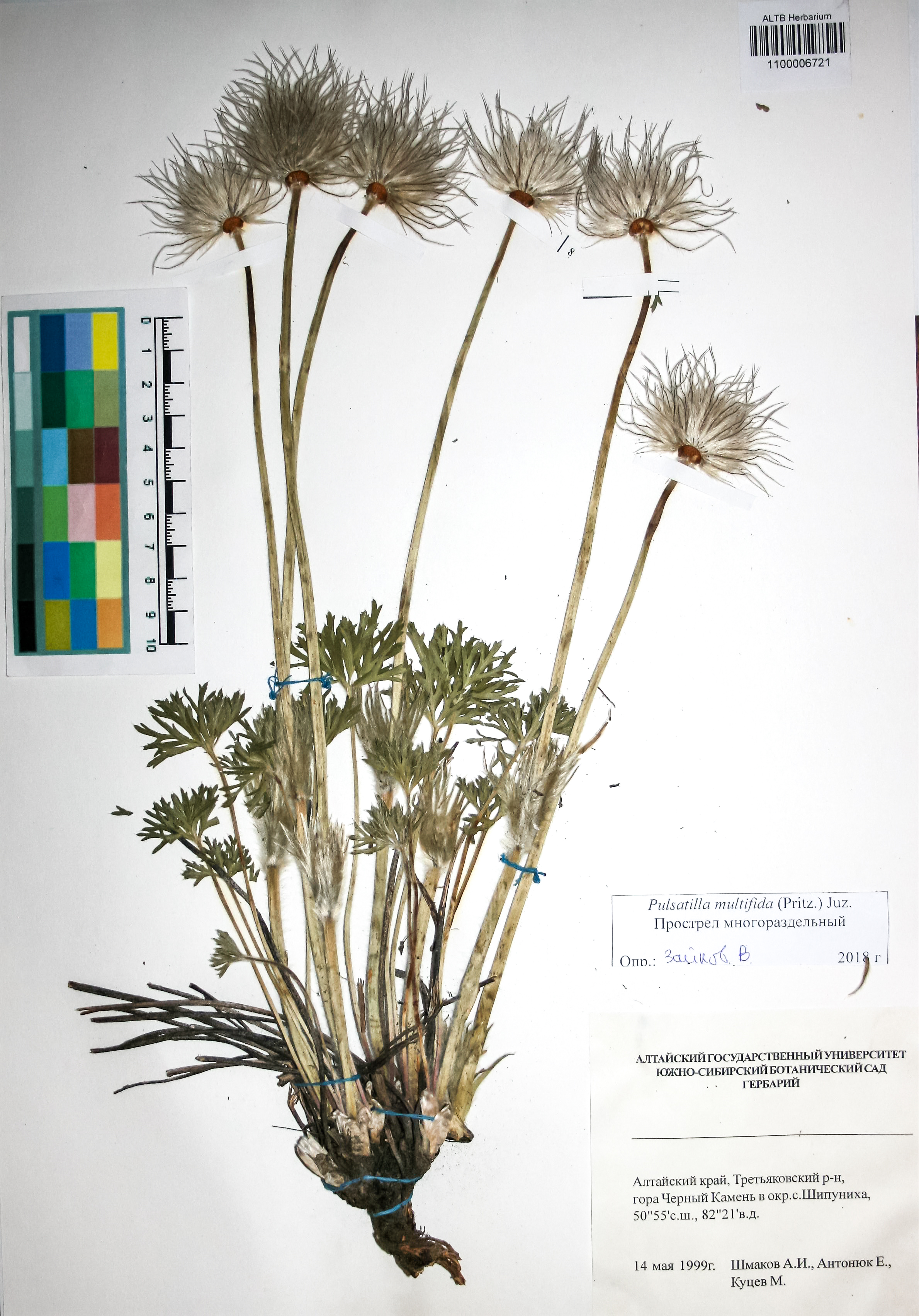 Ranunculaceae,Pulsatilla multifida (Pritz.) Juz.