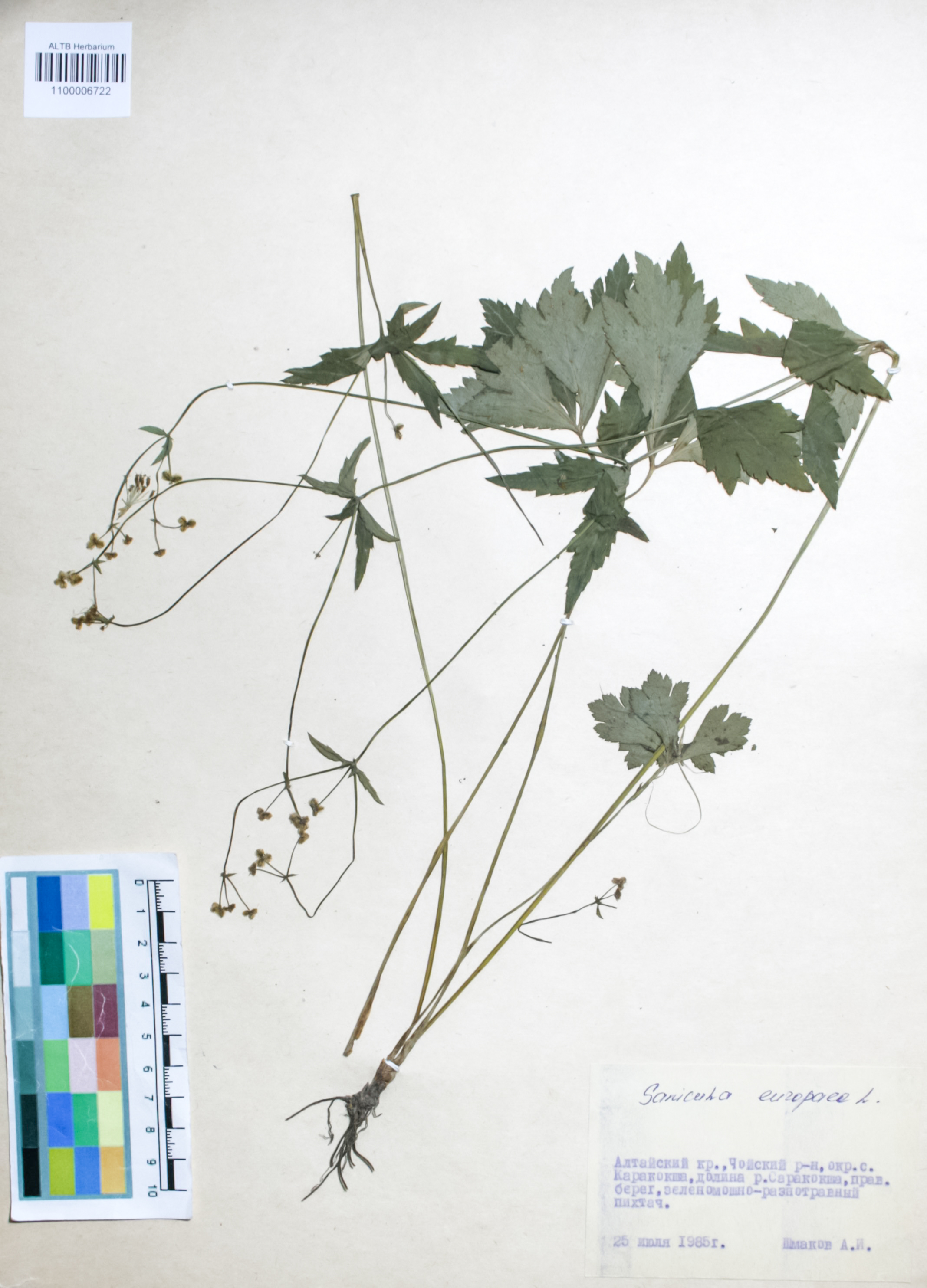 Apiaceae,Sanicula europaea L.