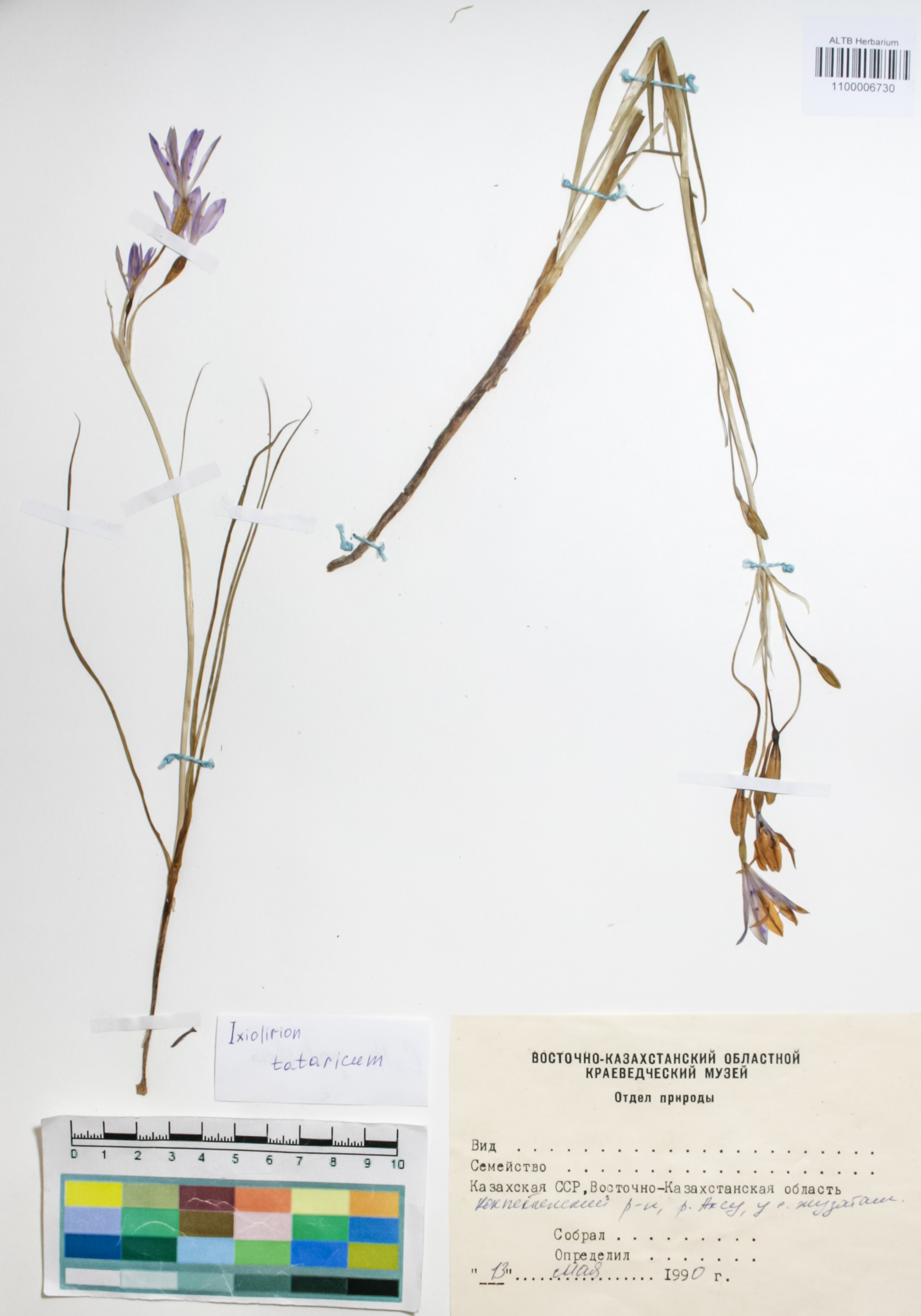 Amaryllidaceae,Ixiolirion tataricum (Pall.) Schult. & Schult.f.