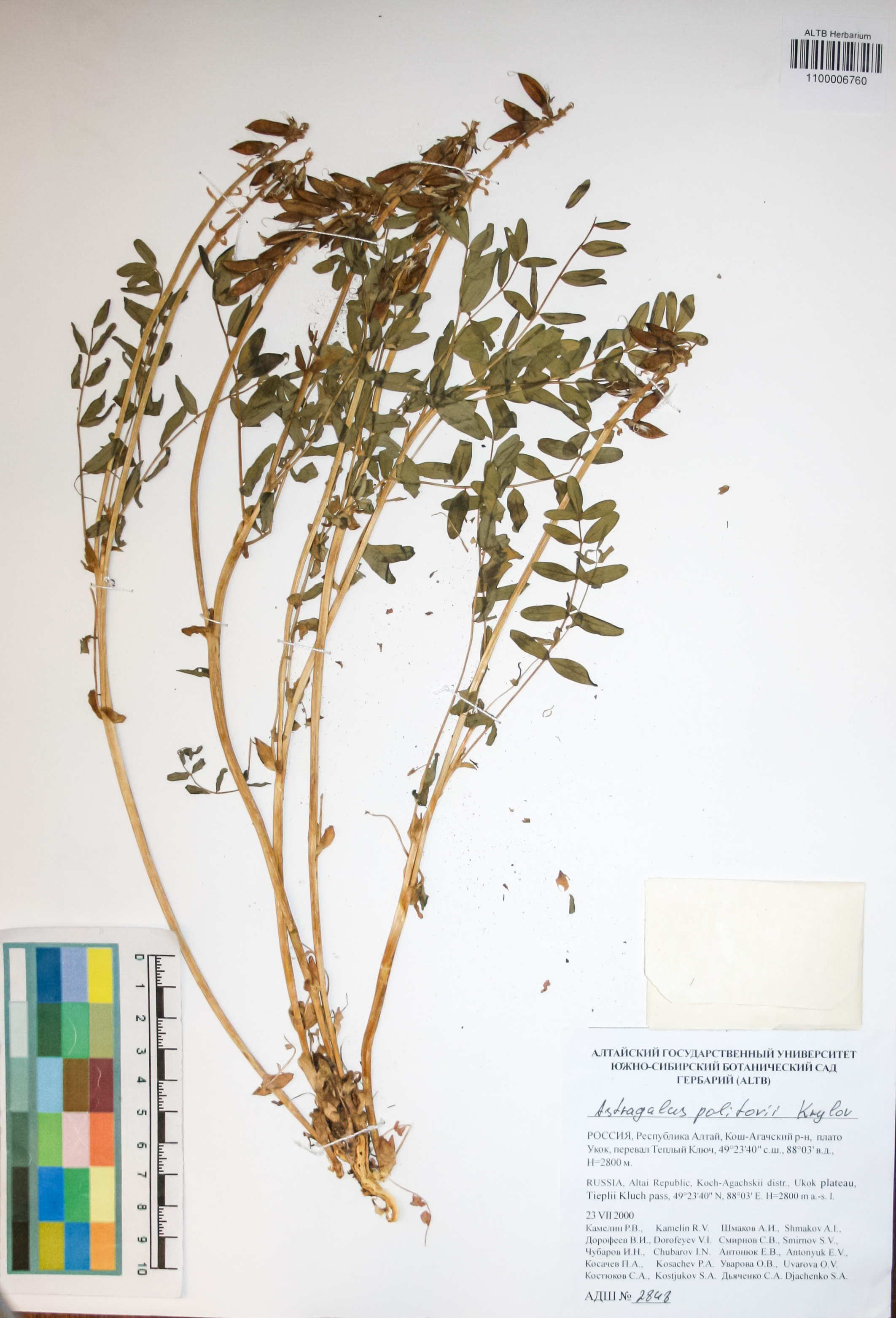 Fabaceae,Astragalus politovii Krylov