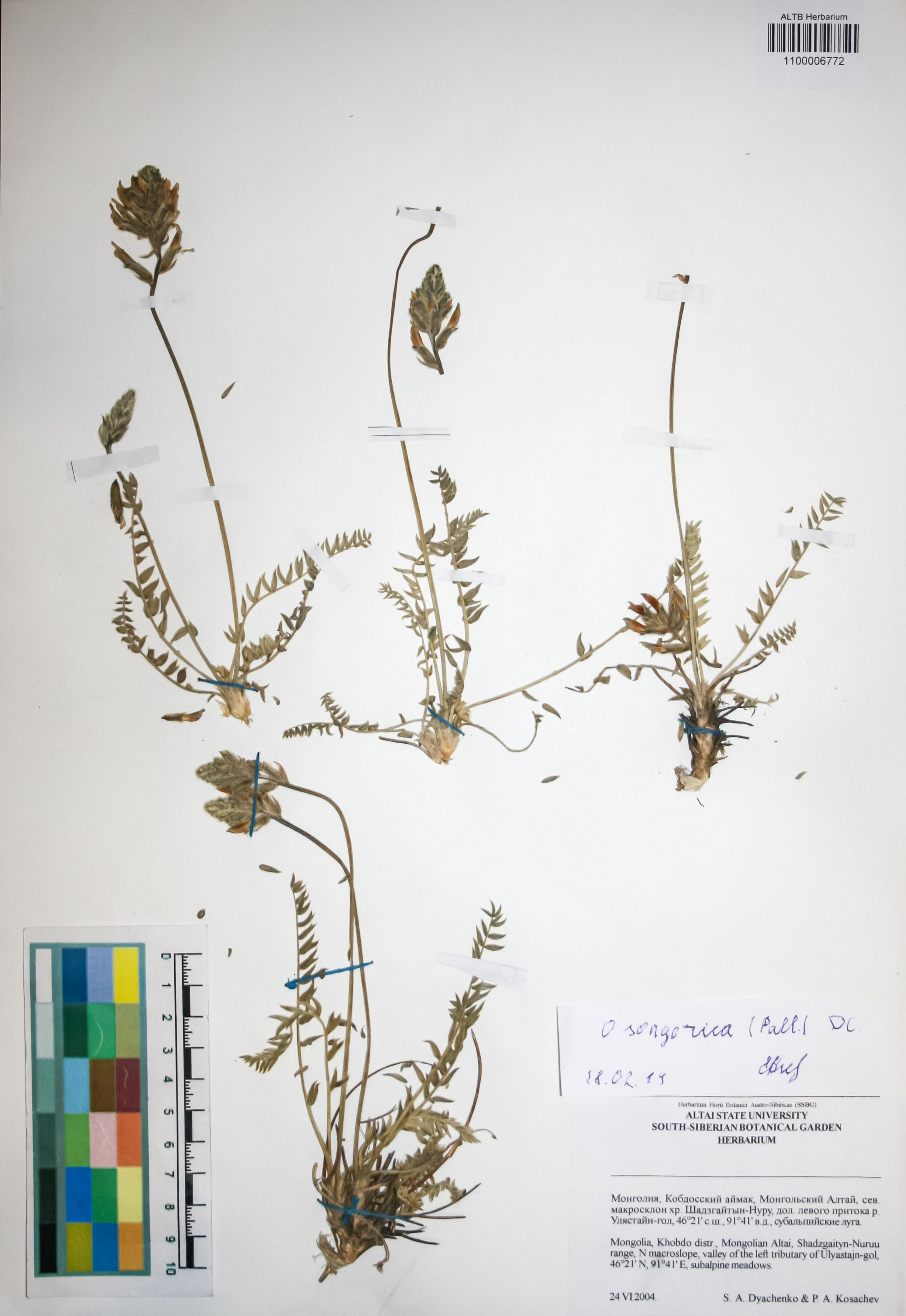 Fabaceae,Oxytropis songorica (Pall.) DC.