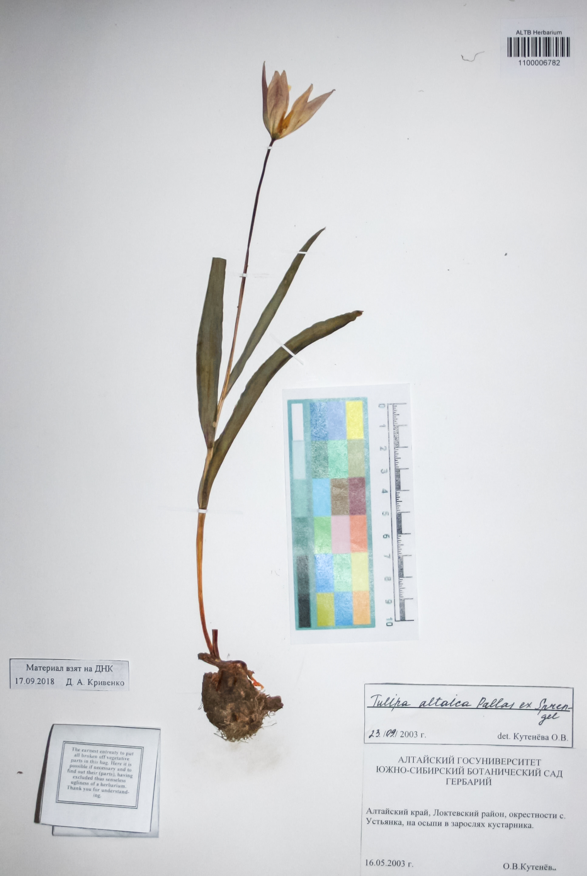 Liliaceae,Tulipa altaica Pall. ex Spreng.