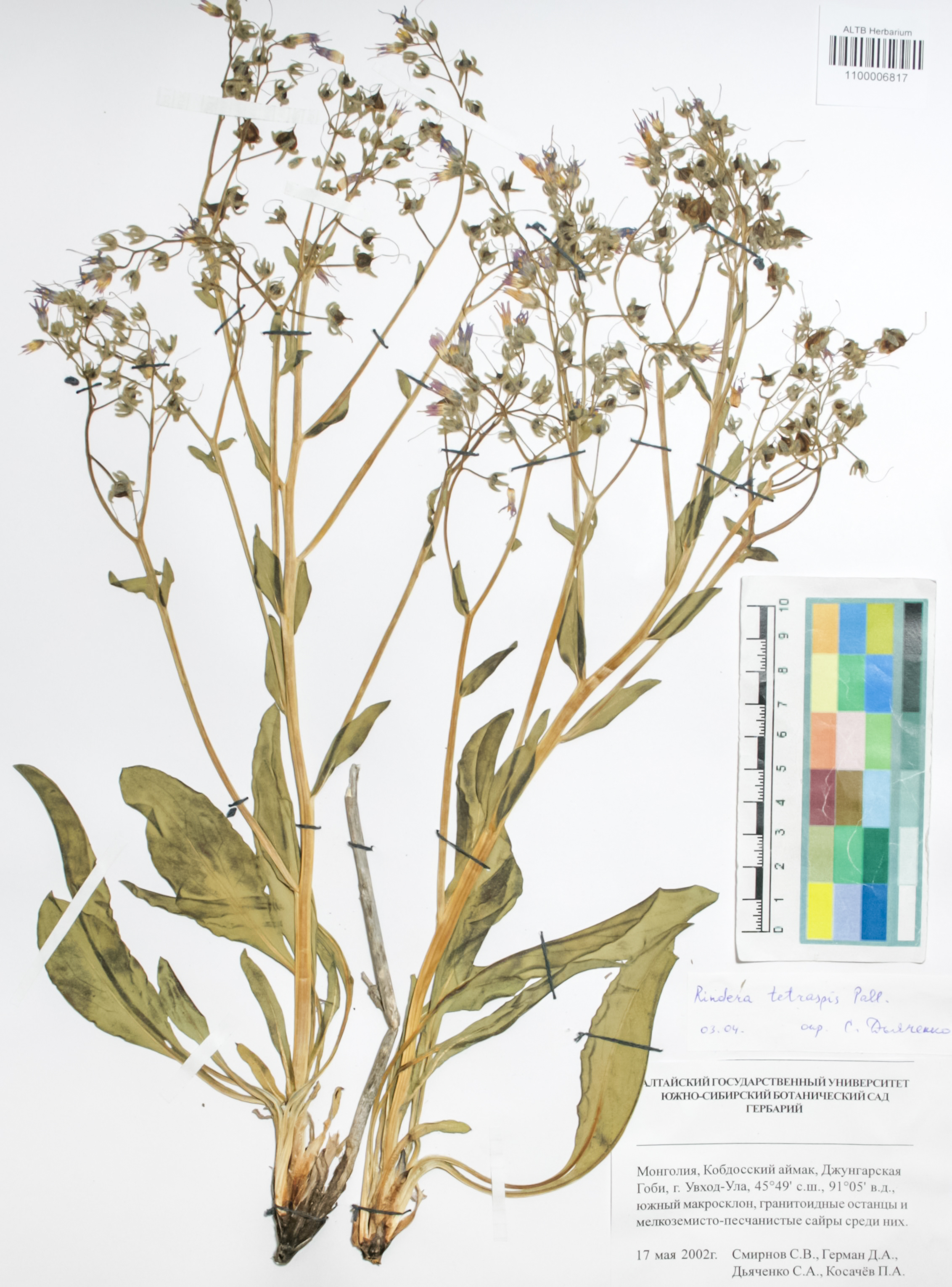 Boraginaceae,Rindera tetraspis Pall.