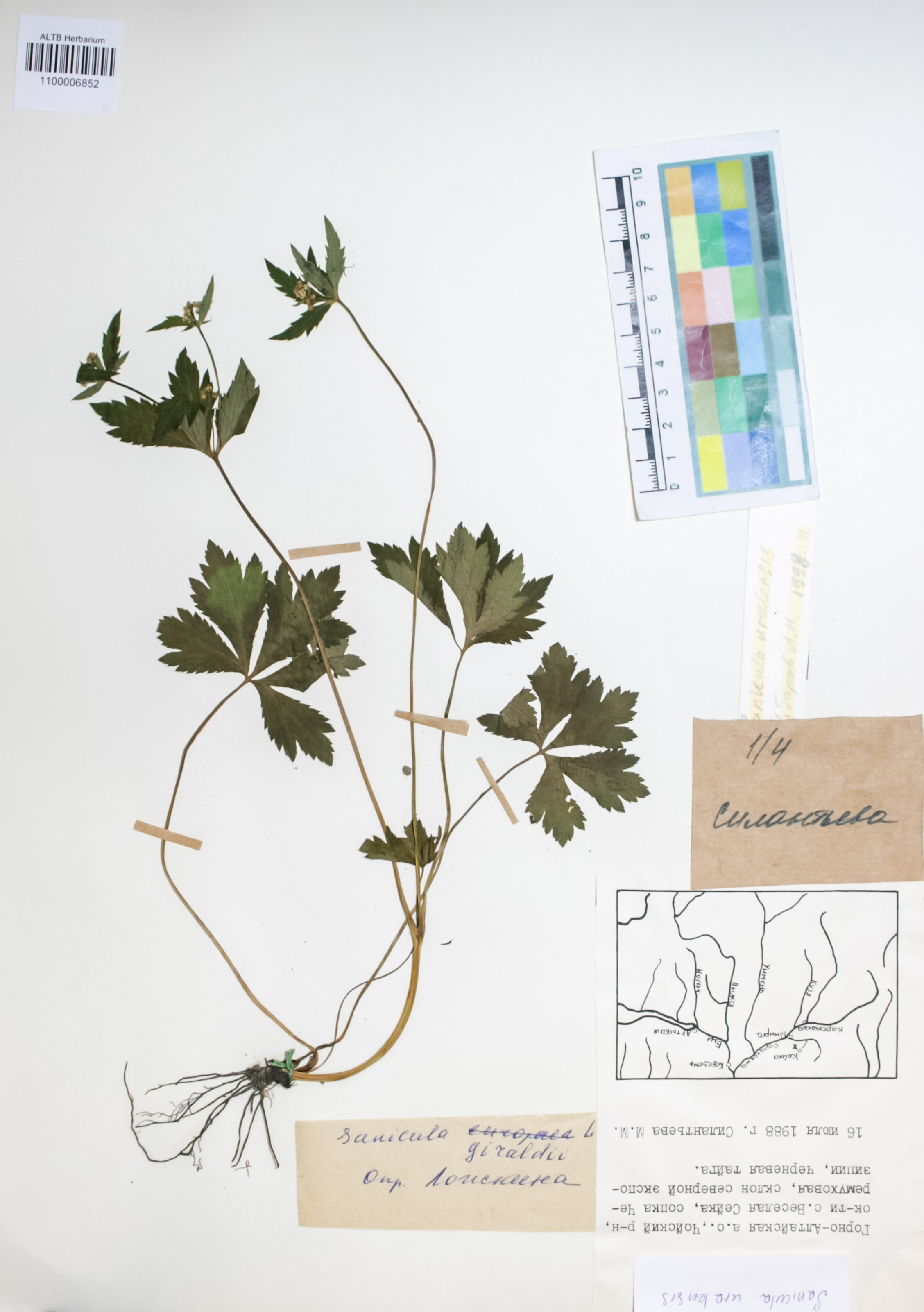 Apiaceae,Sanicula giraldii H.Wolff