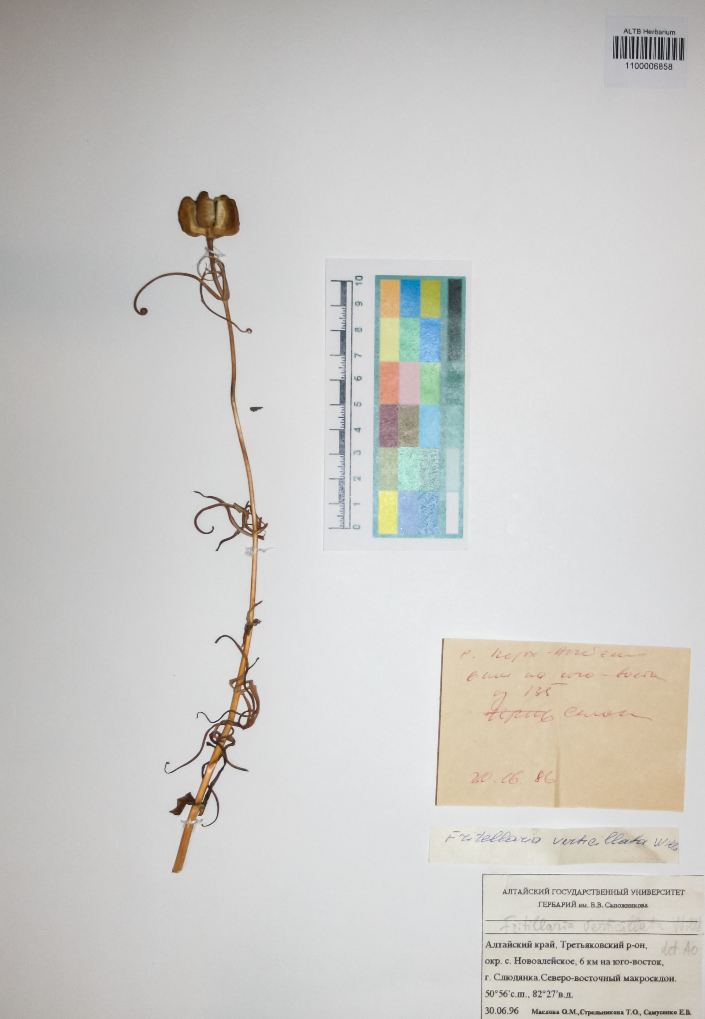 Liliaceae,Fritillaria verticillata Willd.