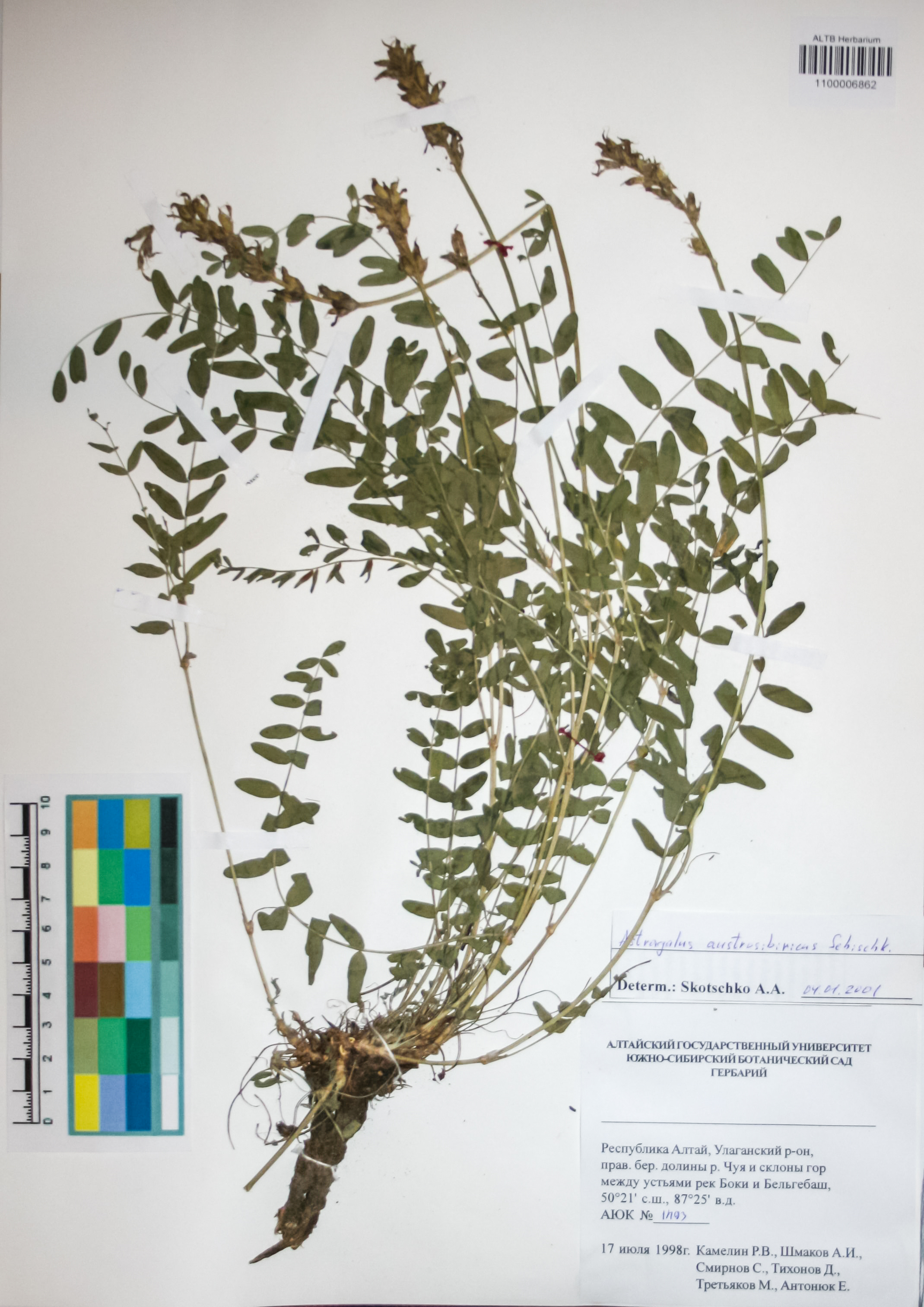 Fabaceae,Astragalus austrosibiricus Schischk.