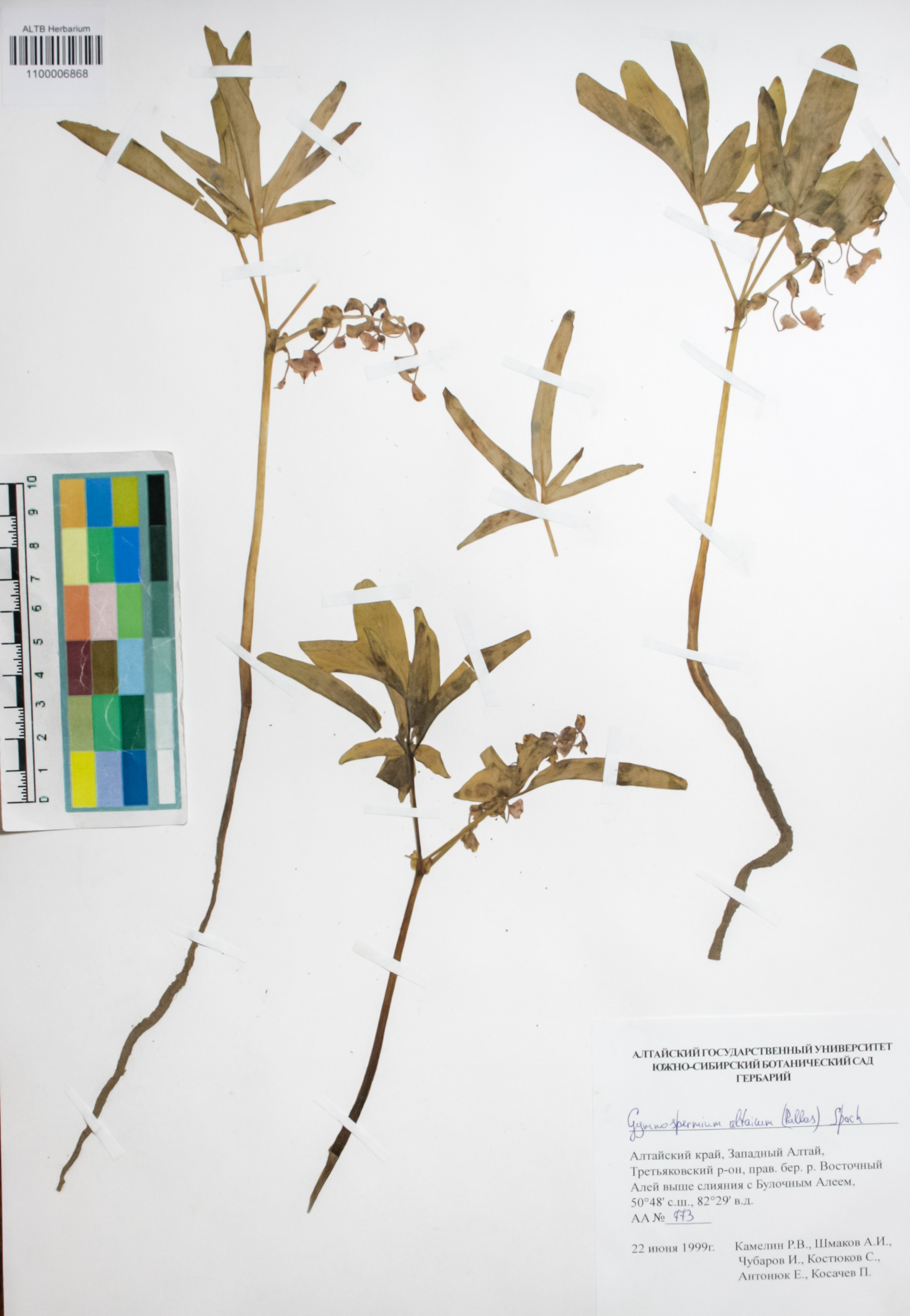 Berberidaceae,Gymnospermium altaicum (Pallas) Sprach.