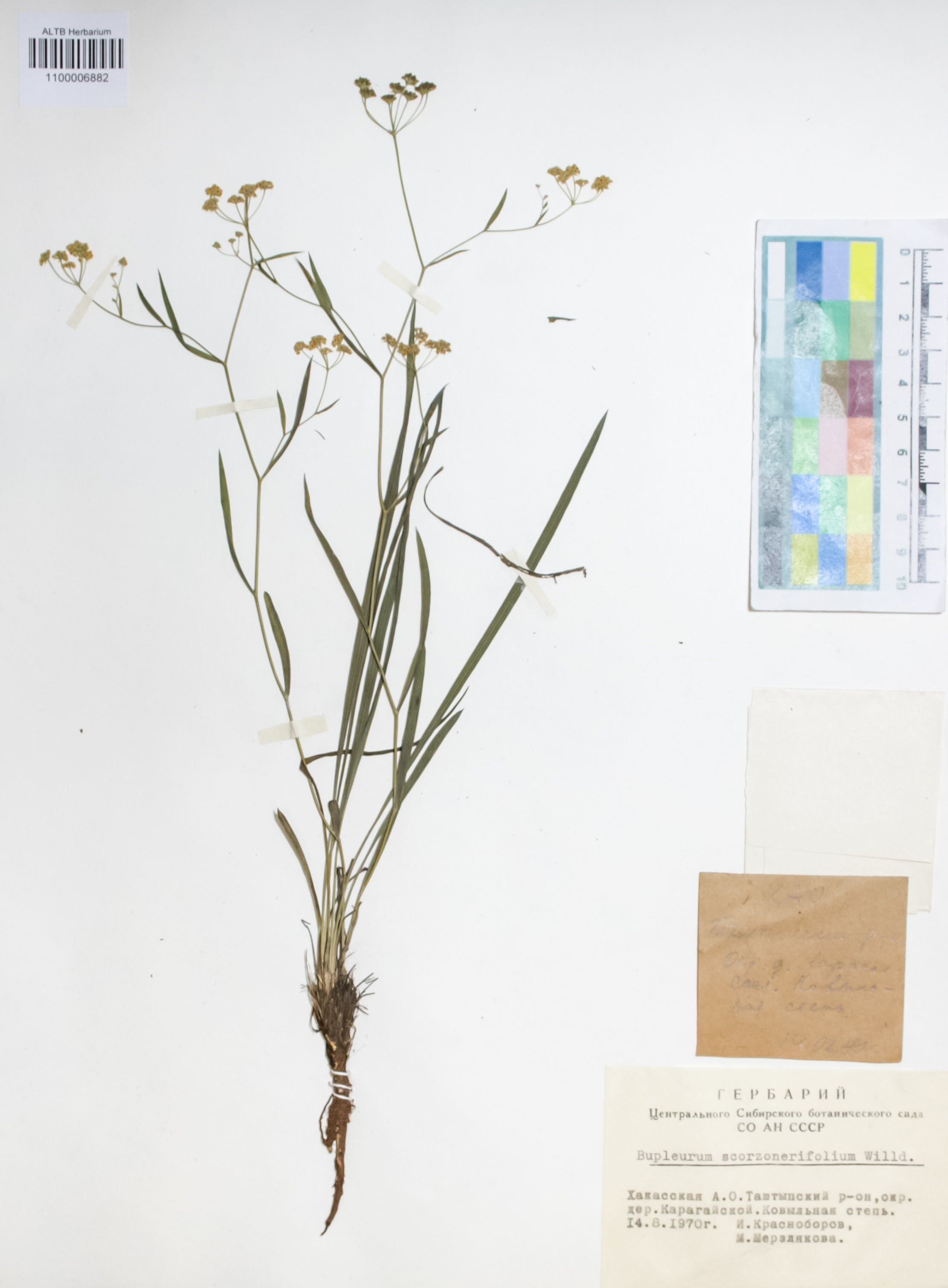 Apiaceae,Bupleurum scorzonerifolium Willd.