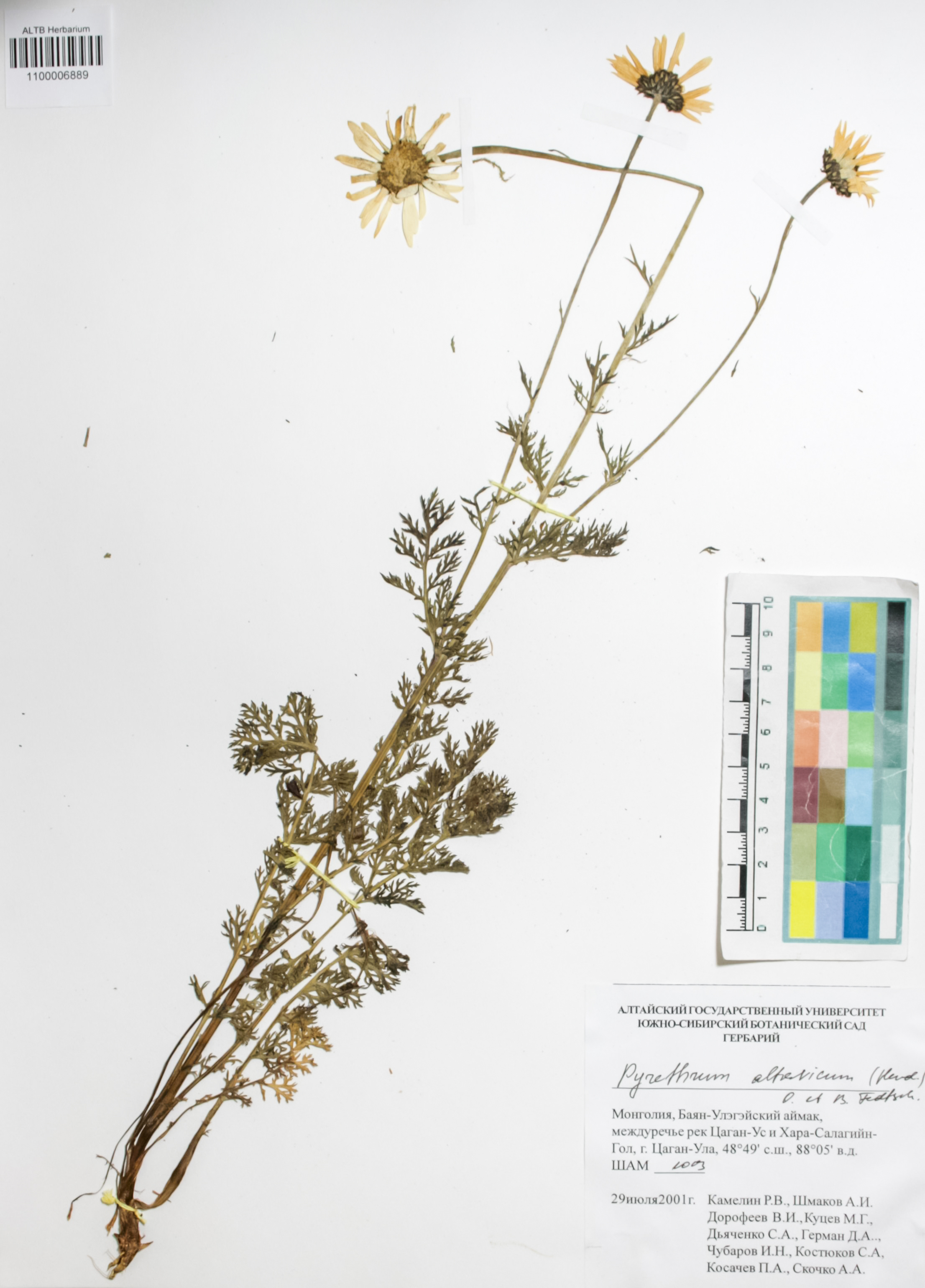 Asteraceae,Pyrethrum alatavicum (Herd.) O.Fedtsch. & B.Fedtsch.