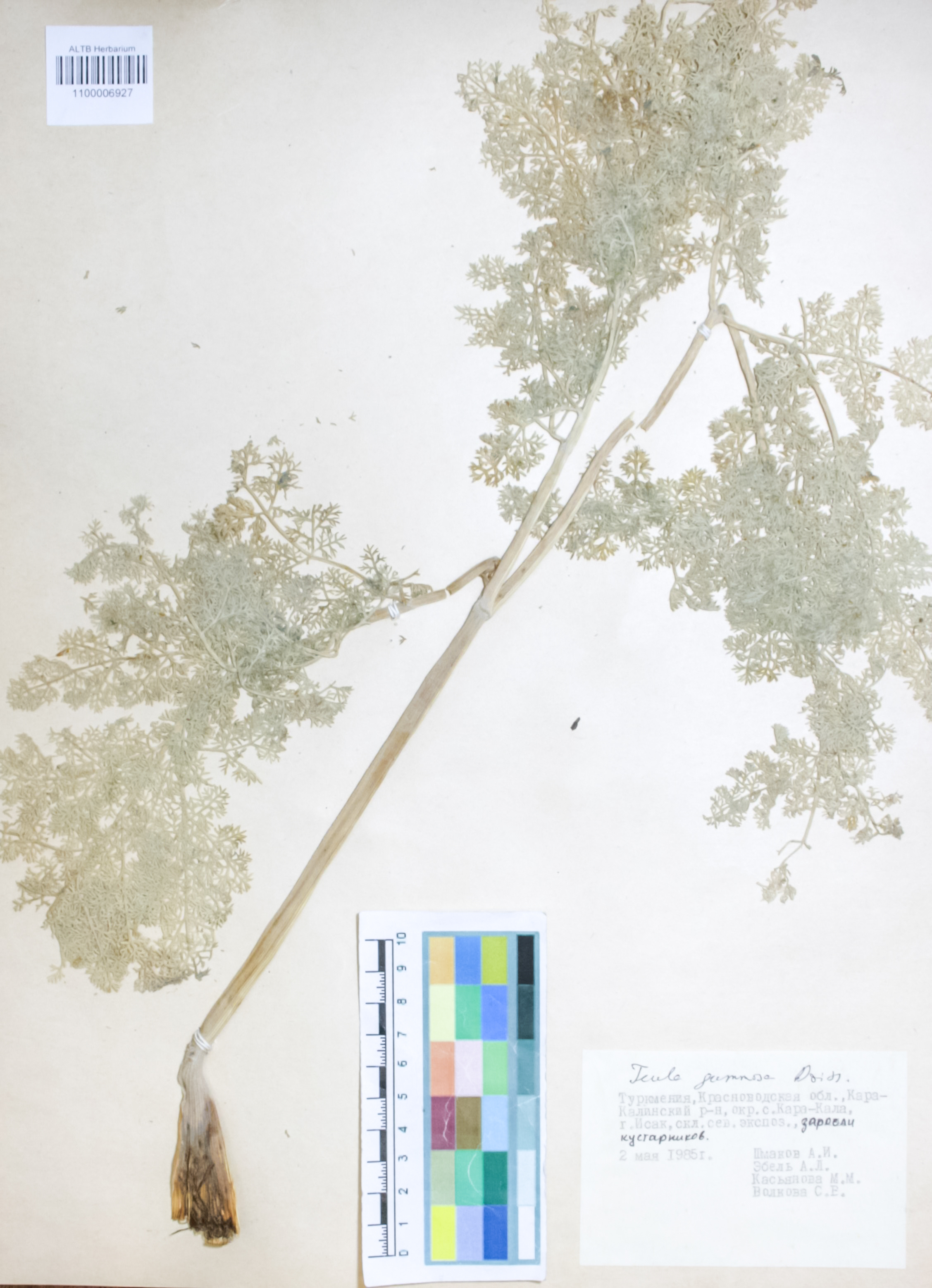 Apiaceae,Ferula gummosa Boiss.