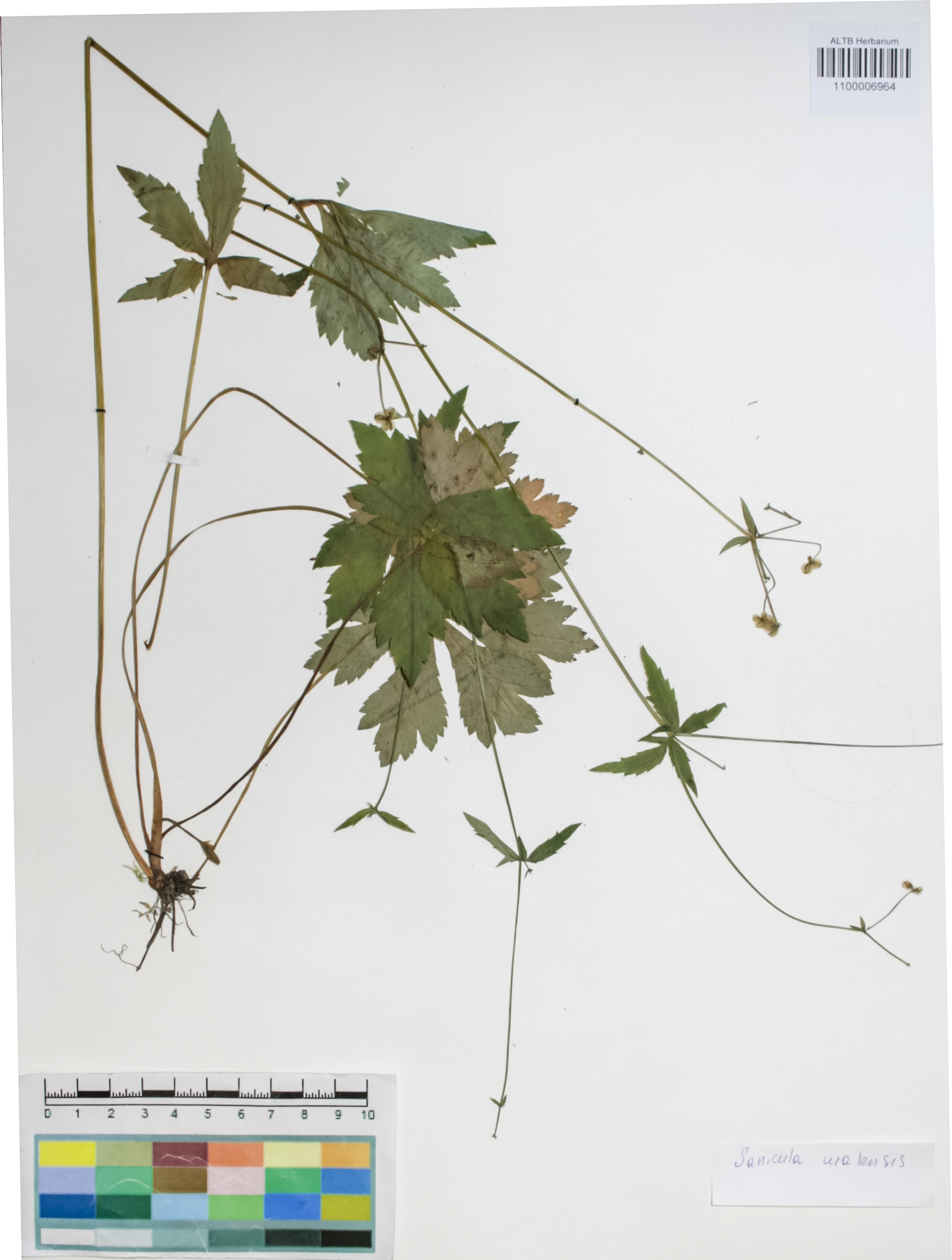 Apiaceae,Sanicula uralensis Kleopow ex Kamelin, Czubarov & Shmakov