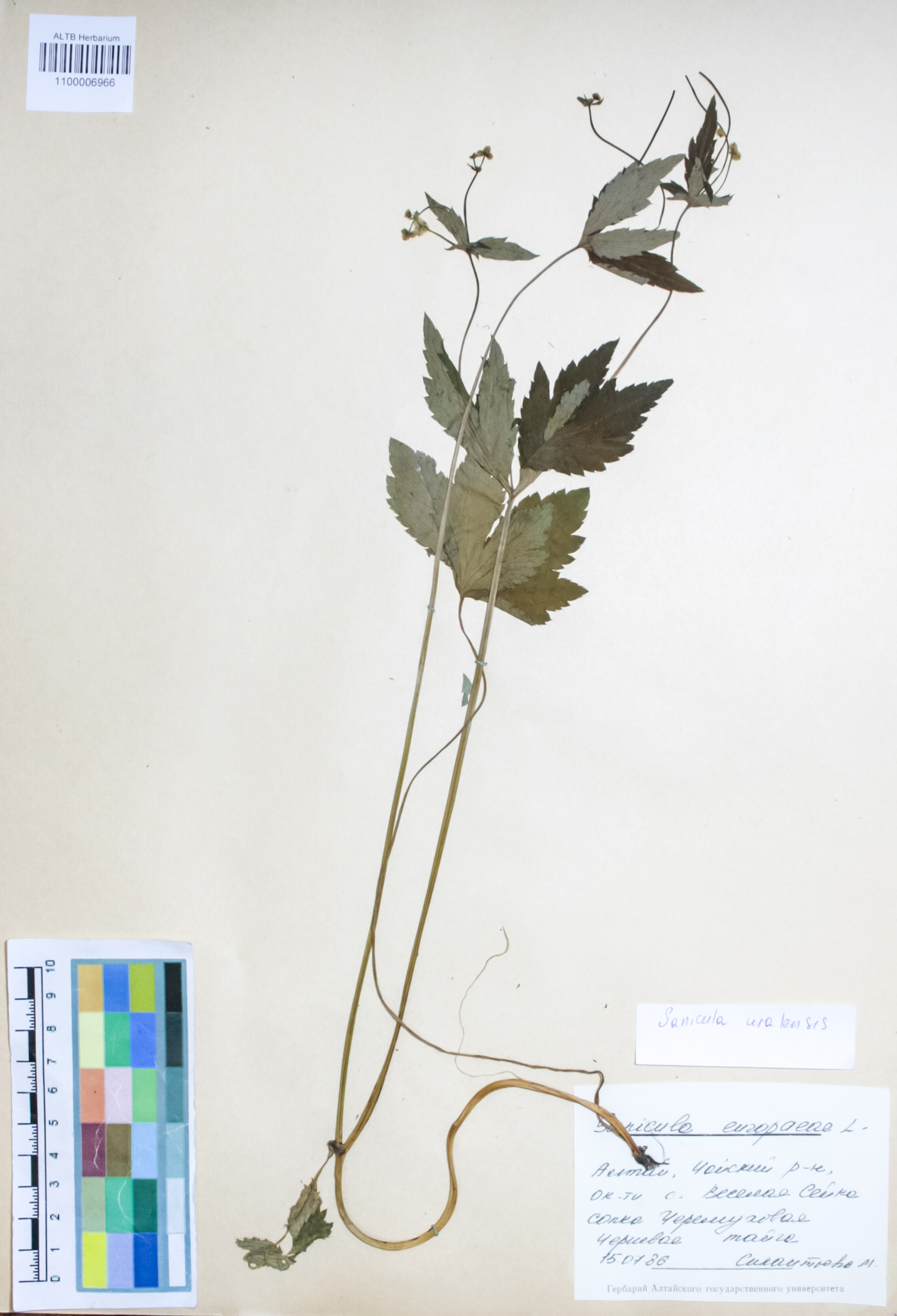 Apiaceae,Sanicula uralensis Kleopow ex Kamelin, Czubarov & Shmakov