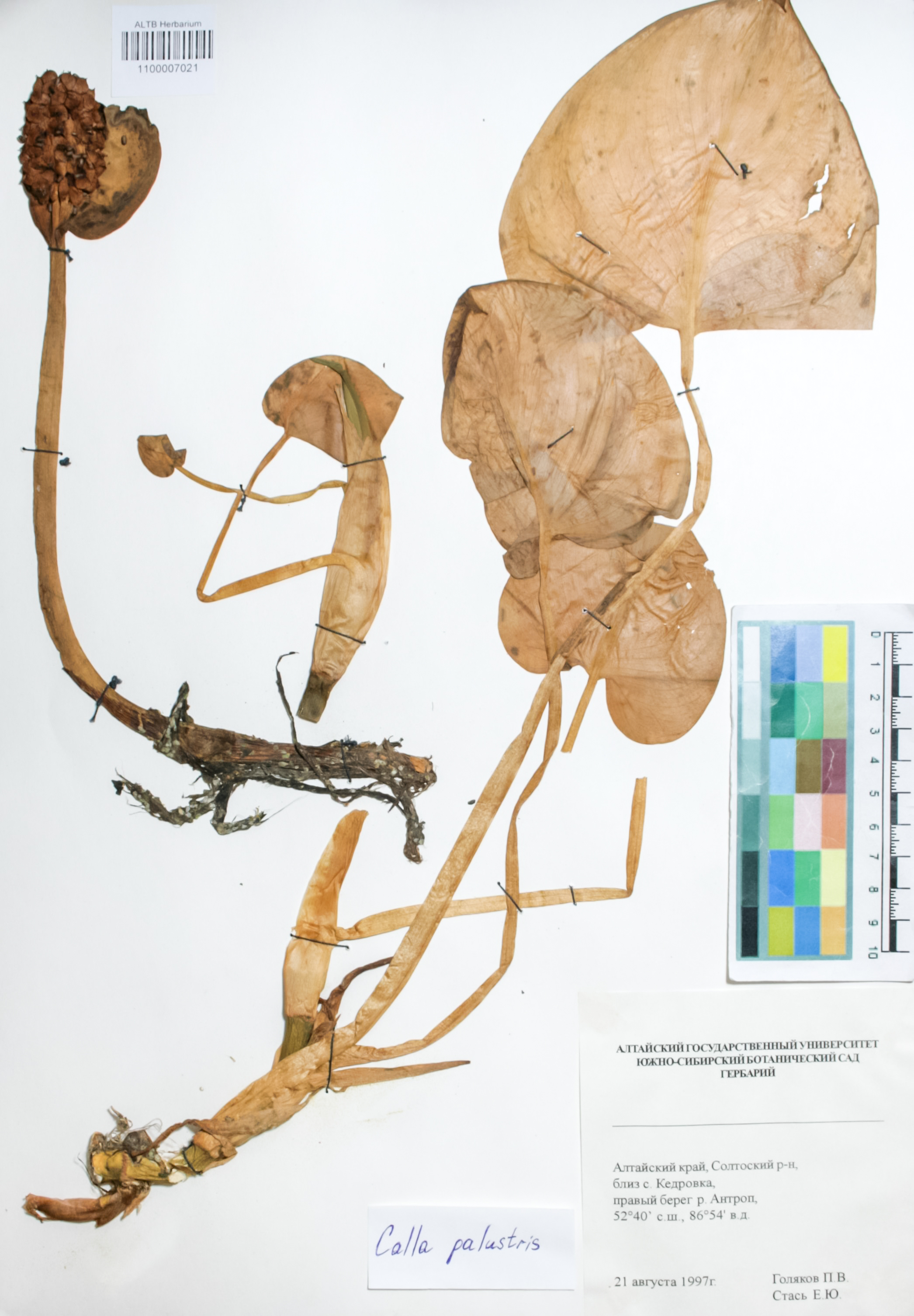 Araceae,Calla palustris L.