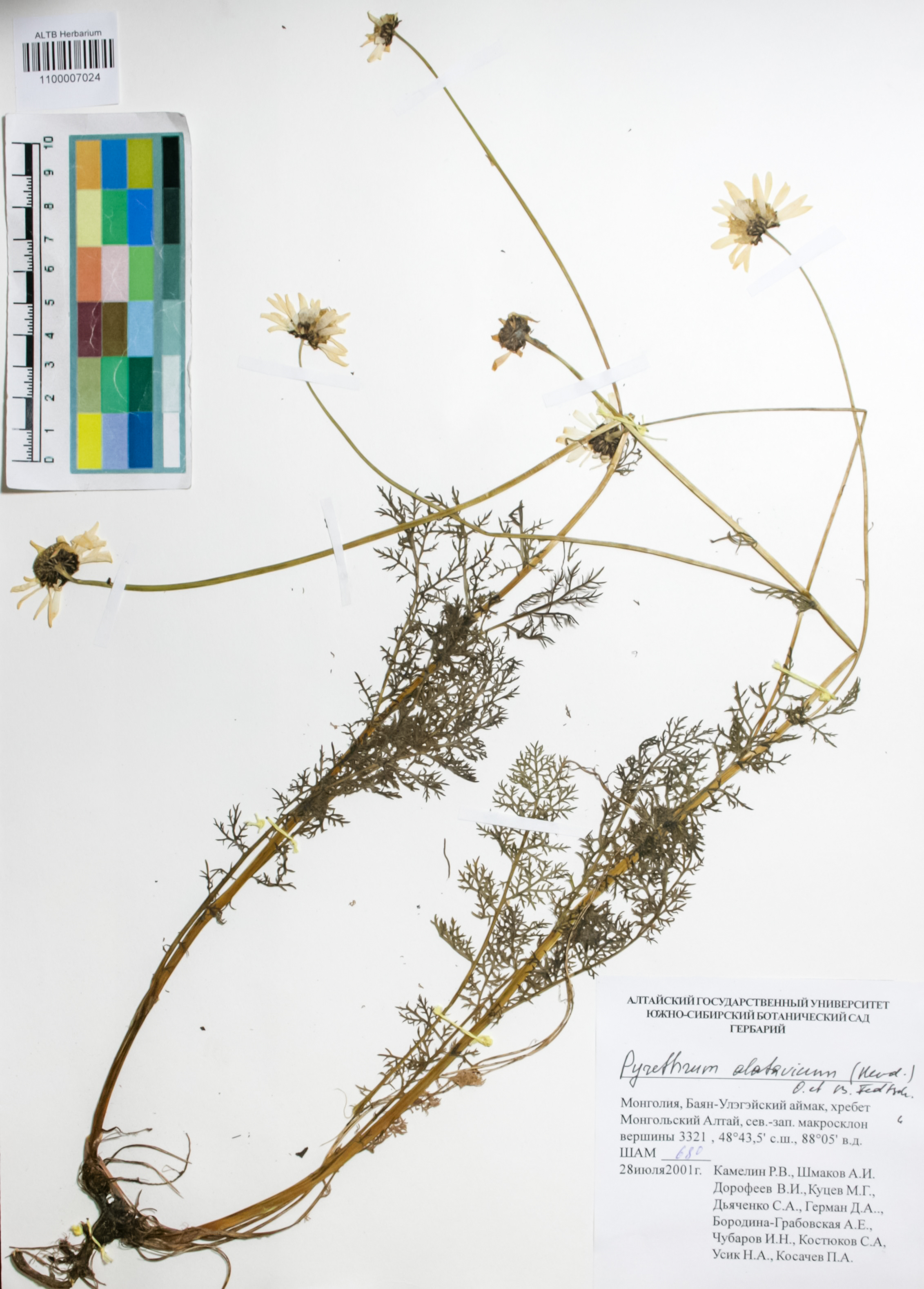 Asteraceae,Pyrethrum alatavicum (Herd.) O.Fedtsch. & B.Fedtsch.
