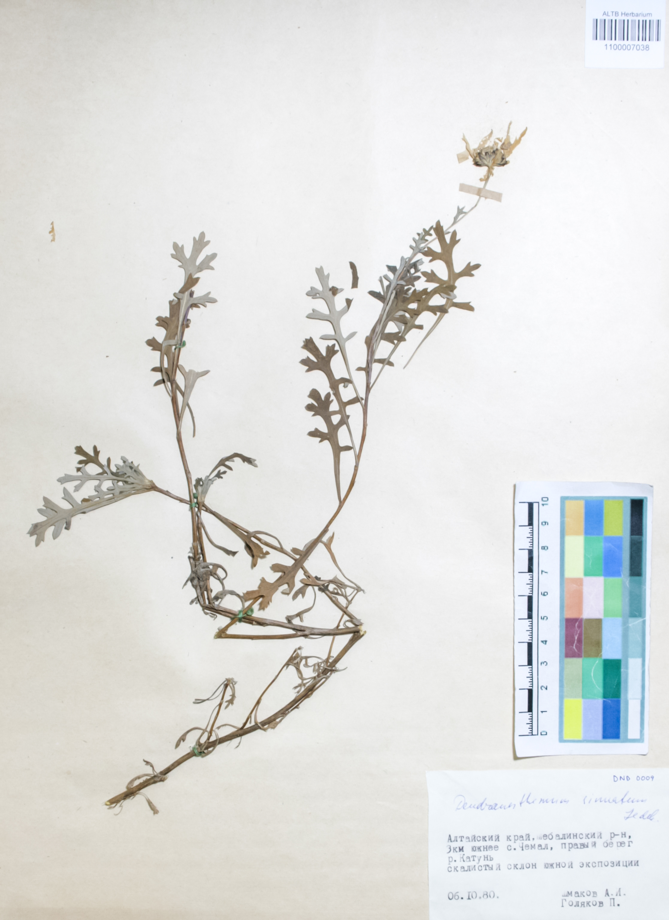 Asteraceae,Dendranthema sinuatum (Ledeb.) Tzvel.