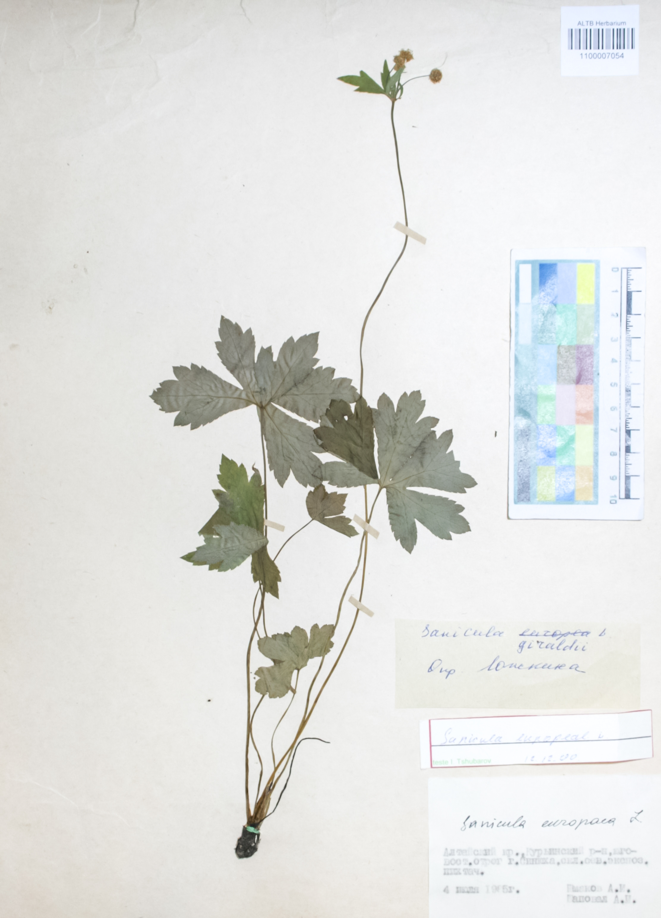 Apiaceae,Sanicula giraldii H.Wolff