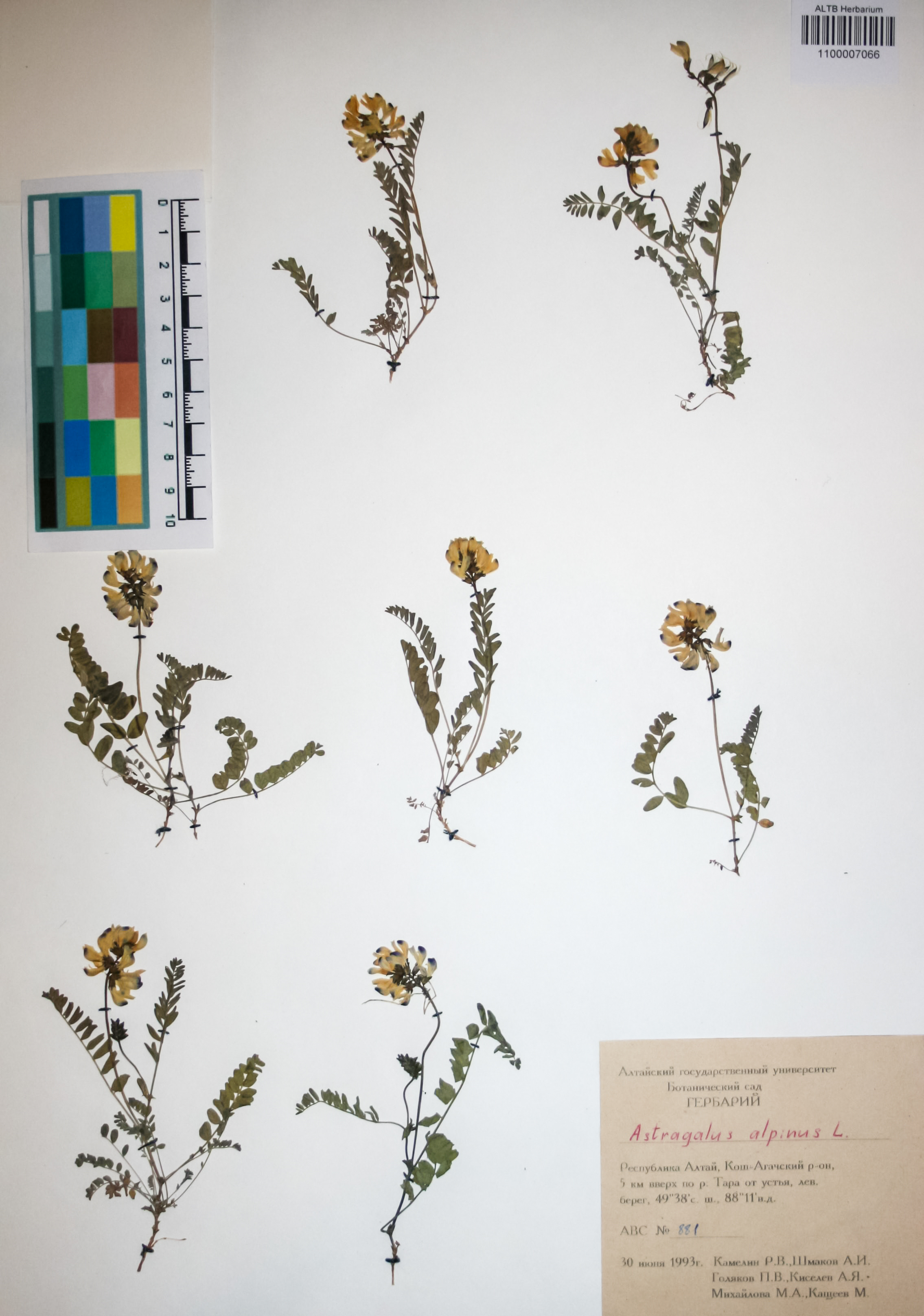 Fabaceae,Astragalus alpinus L.