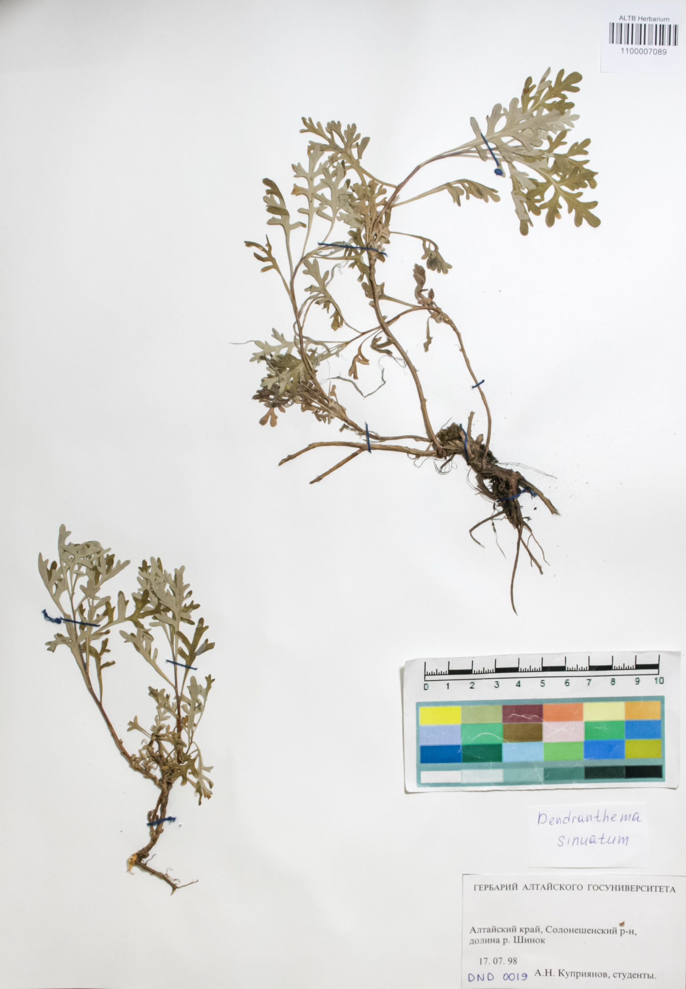 Asteraceae,Dendranthema sinuatum (Ledeb.) Tzvel.