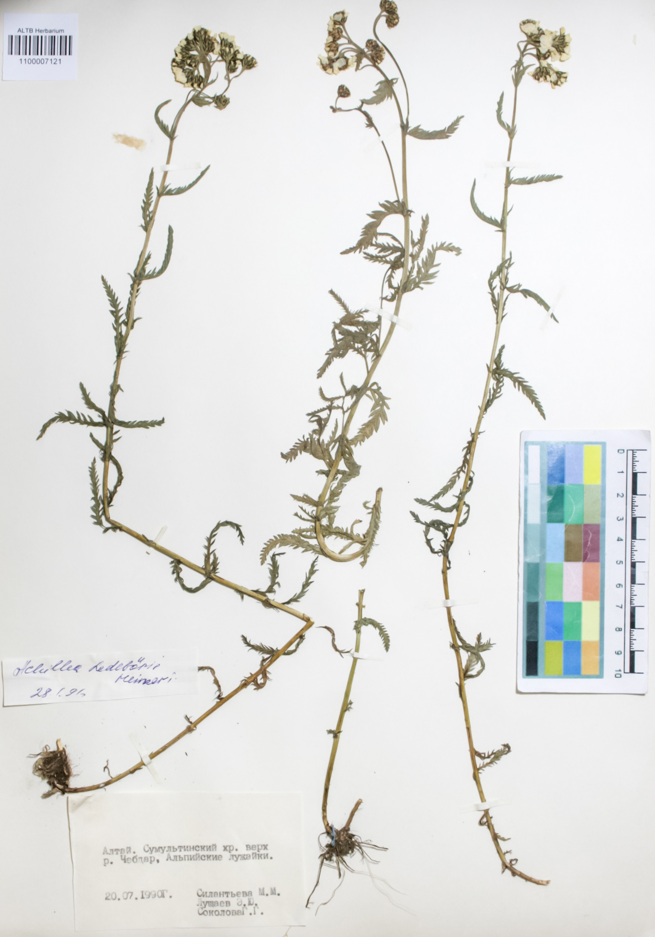 Asteraceae,Achillea ledebourii Heimerl