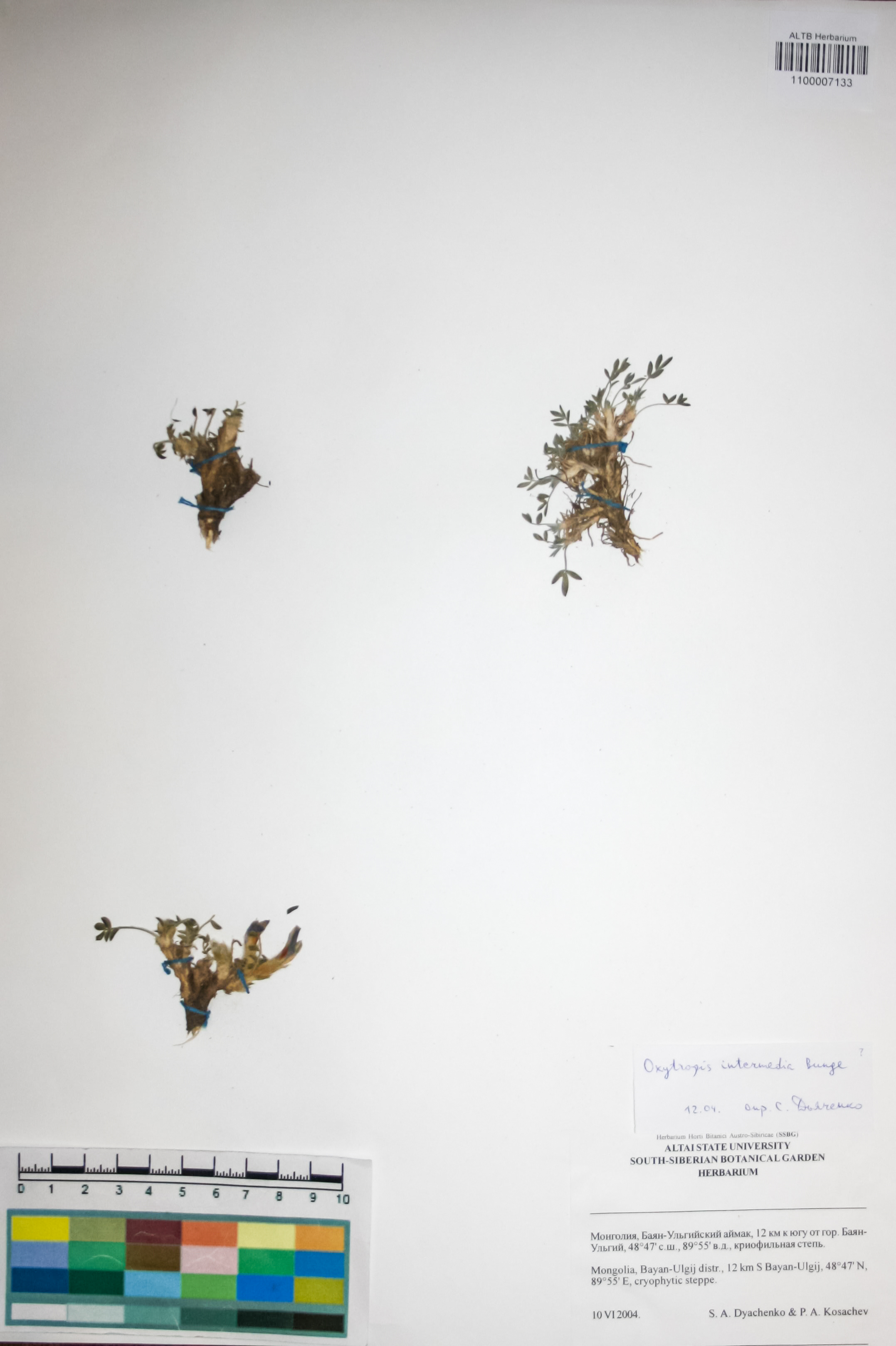 Fabaceae,Oxytropis intermedia Bunge
