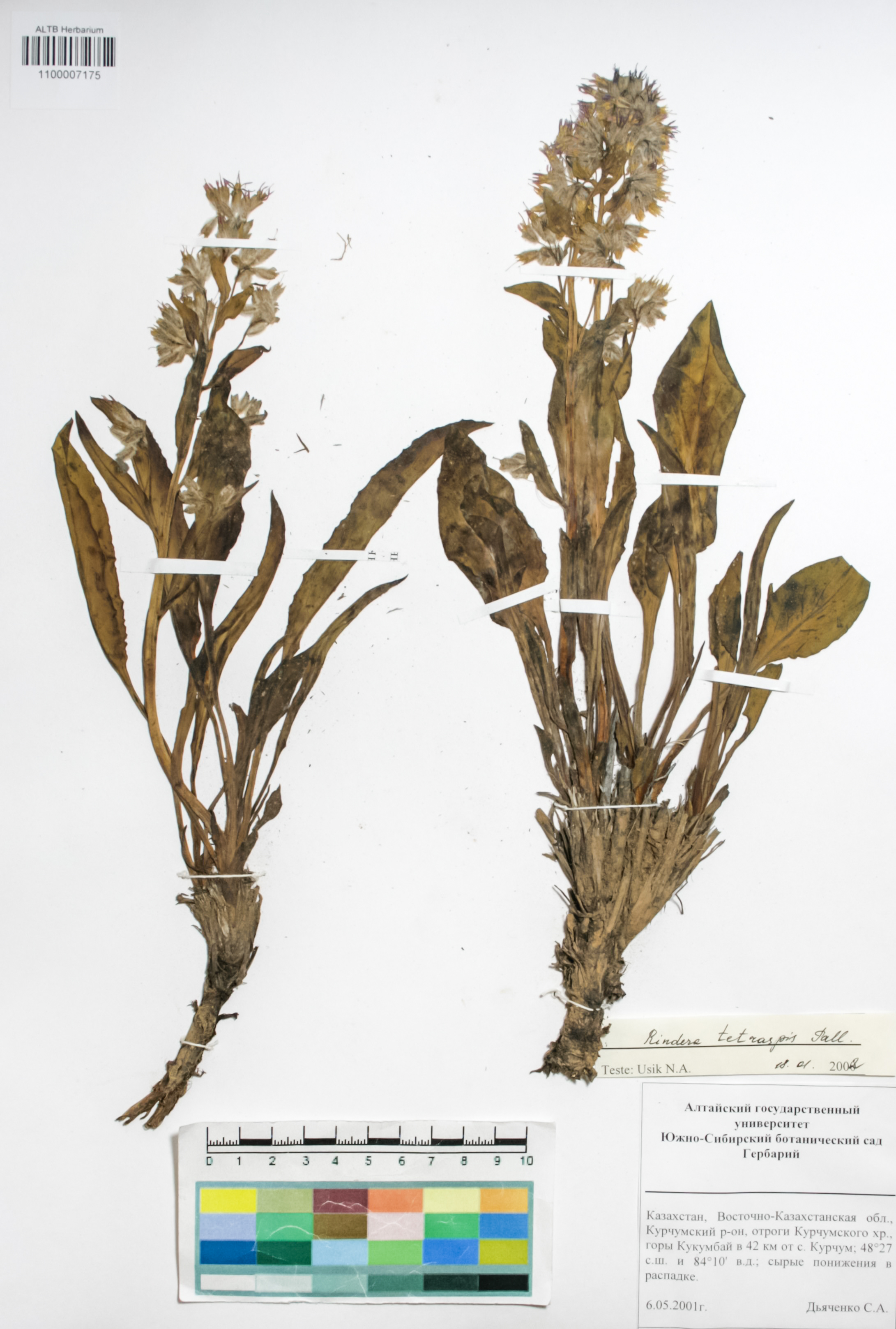 Boraginaceae,Rindera tetraspis Pall. Boraginaceae,Rindera tetraspis Pall.