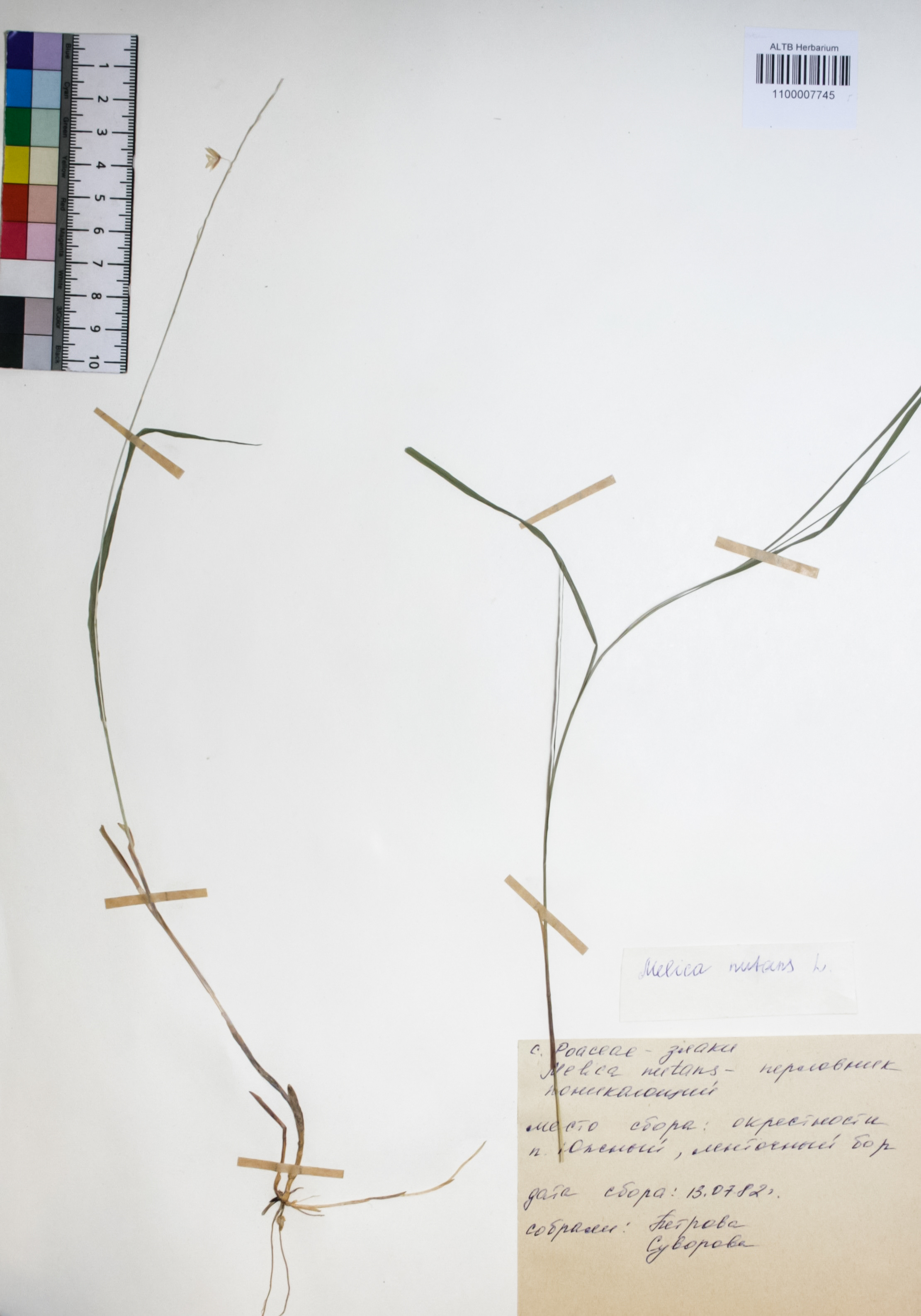 Melica nutans L.