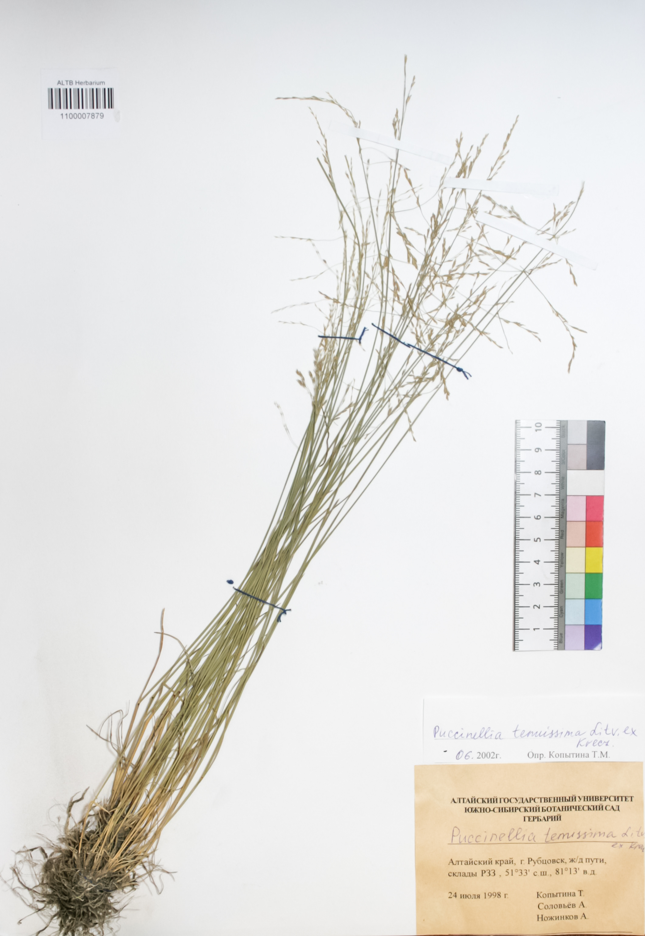 Puccinellia tenuissima Litv. Ex V.I. Krecz.
