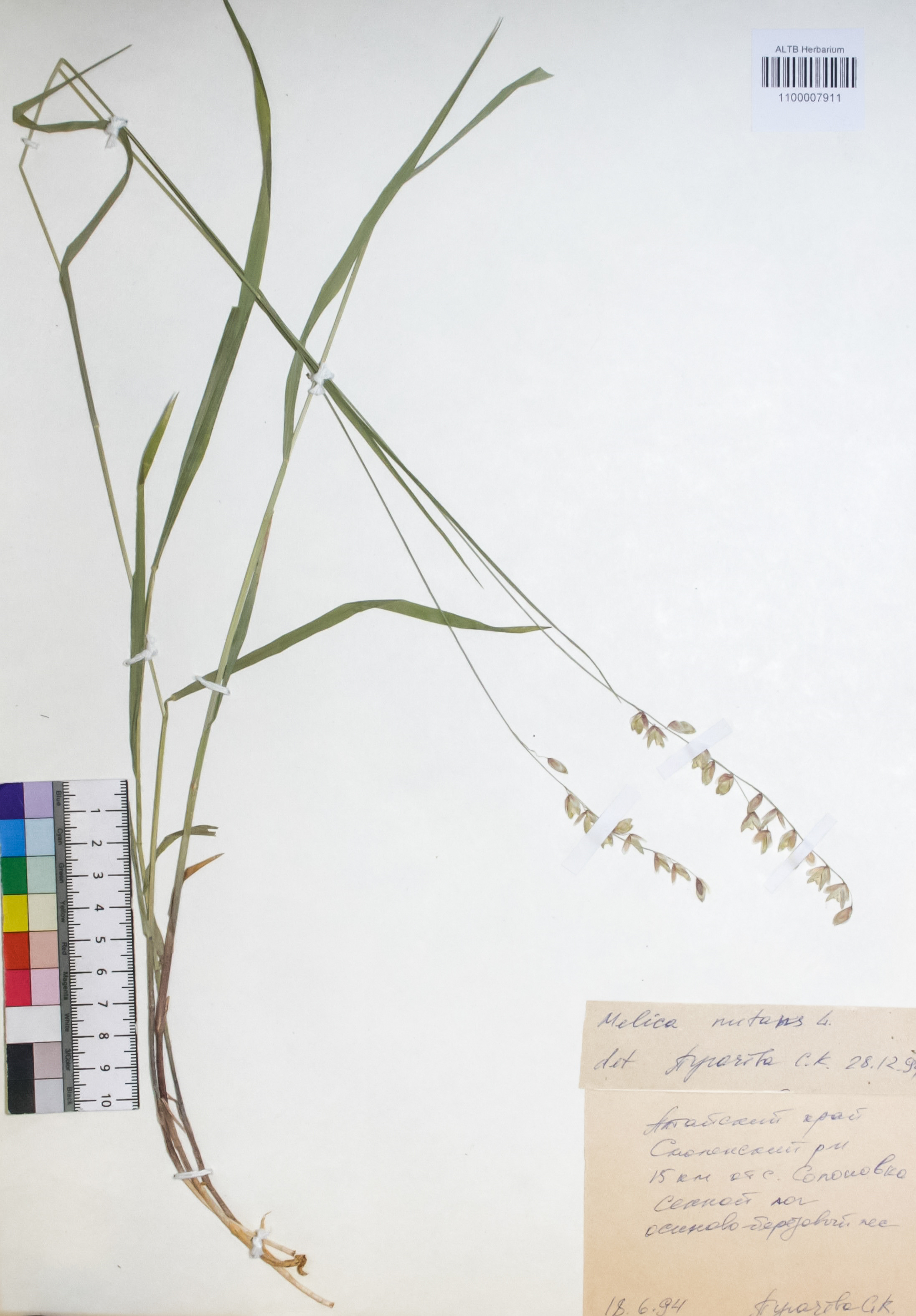 Melica nutans L.
