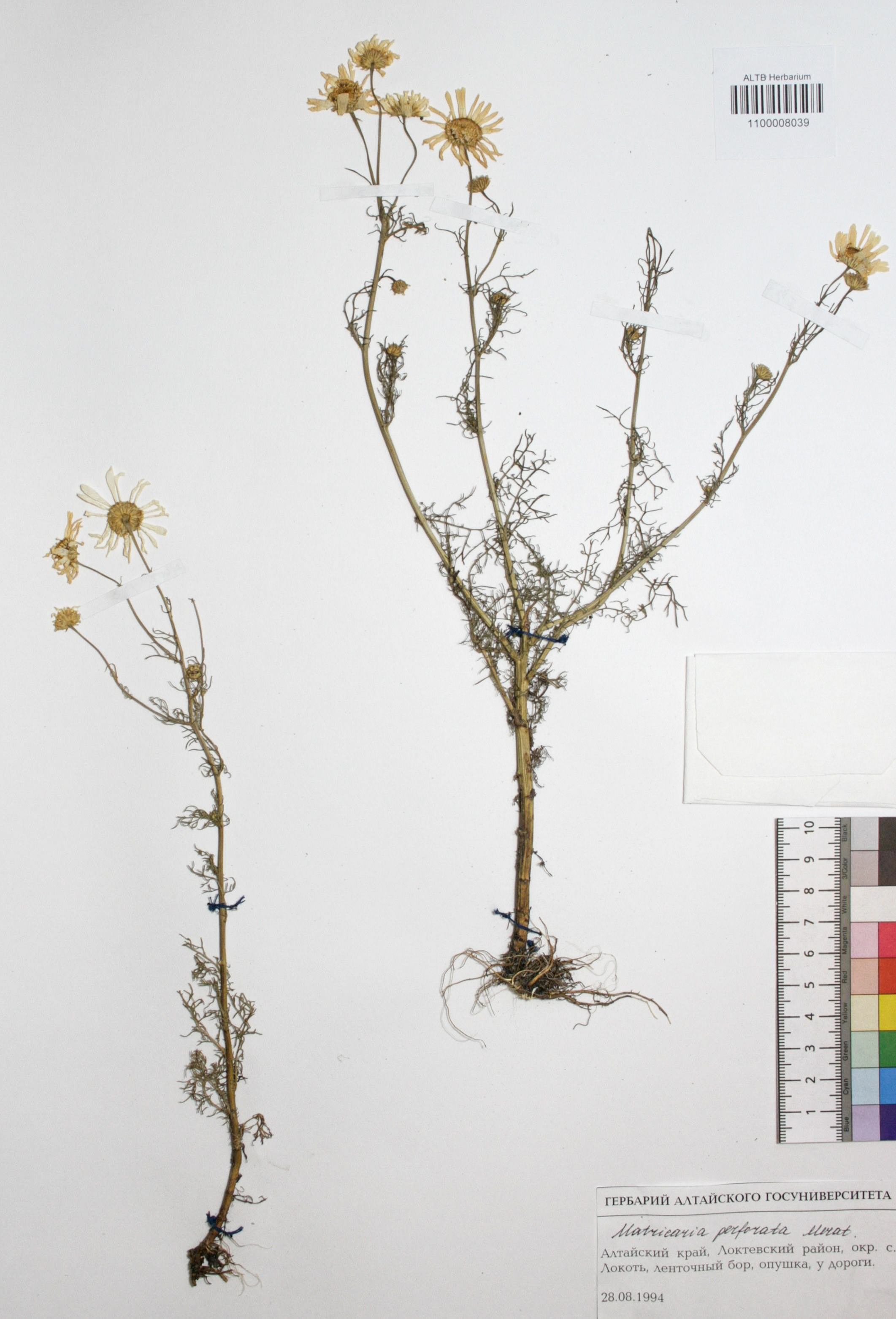 Matricaria perforata Merat