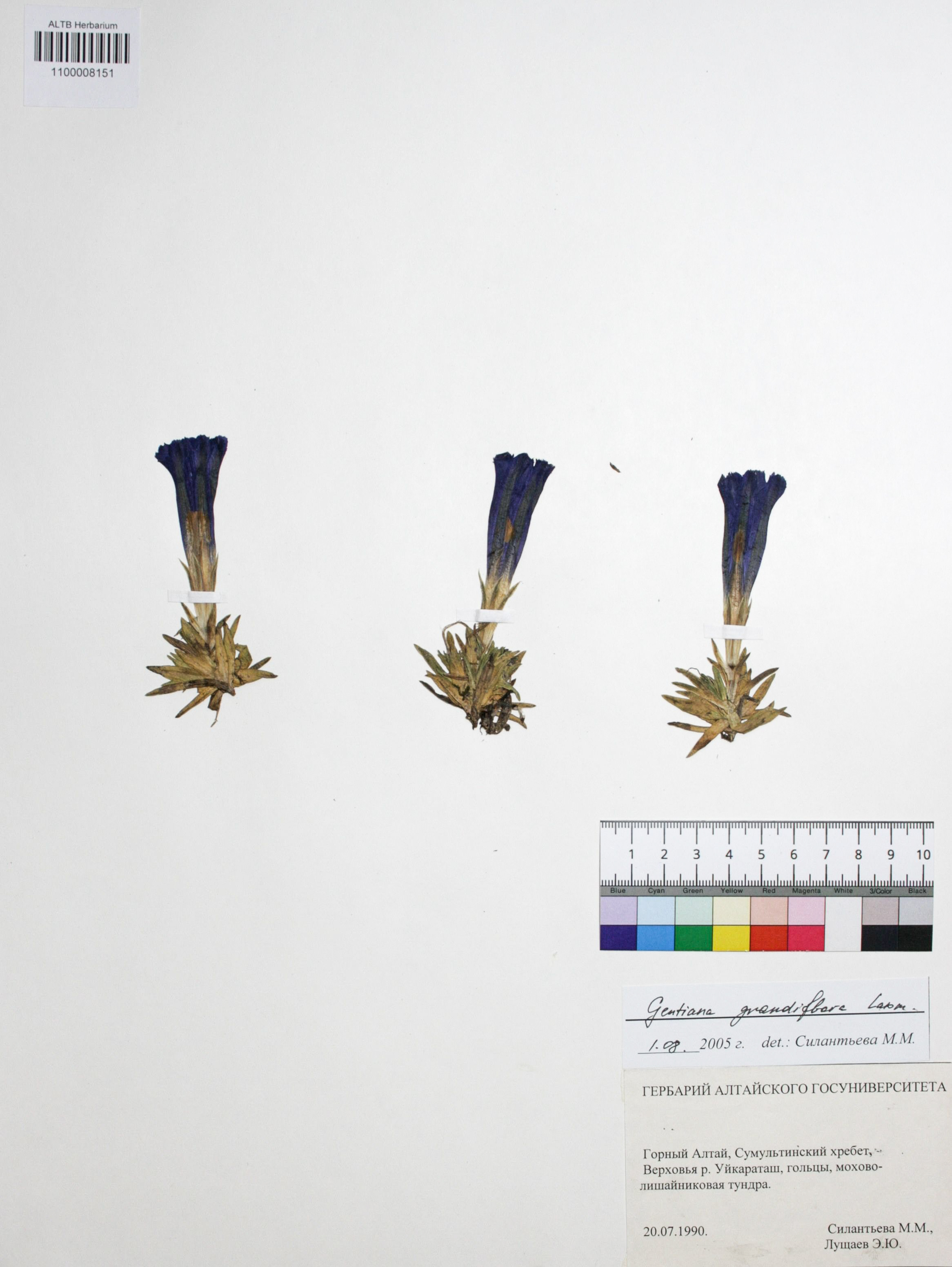Gentiana grandiflora Laxm.