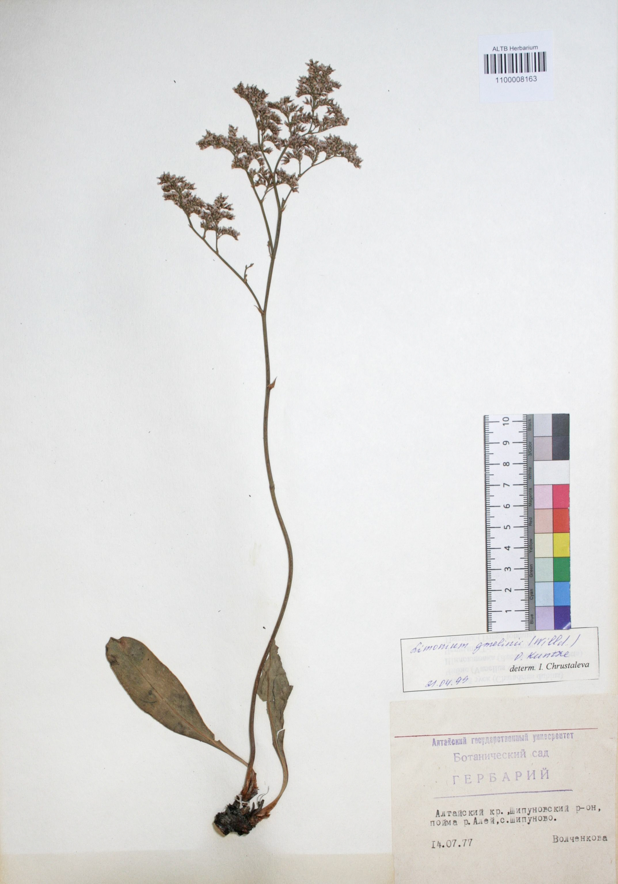 Limonium gmelinii (Willd.) Kuntze