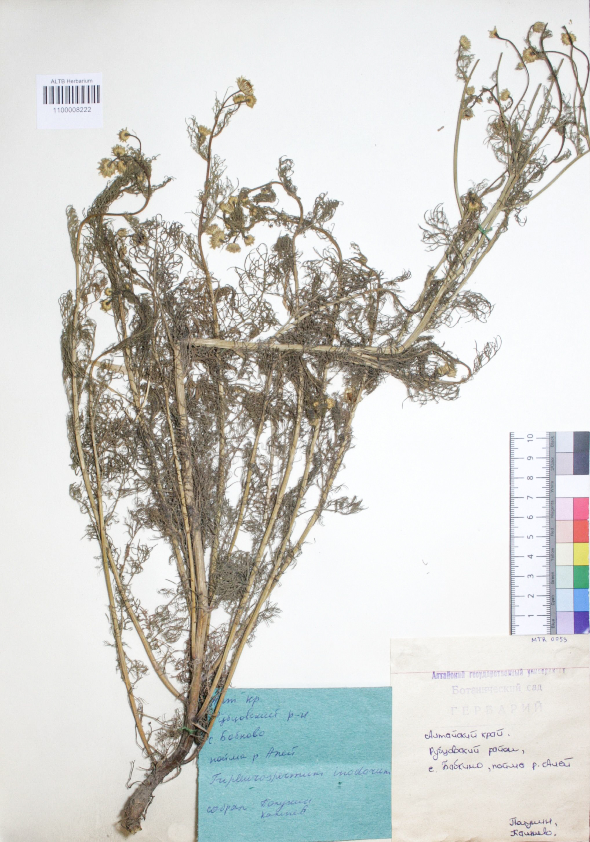 Tripleurospermum inodorum (L.) Sch.Bip.