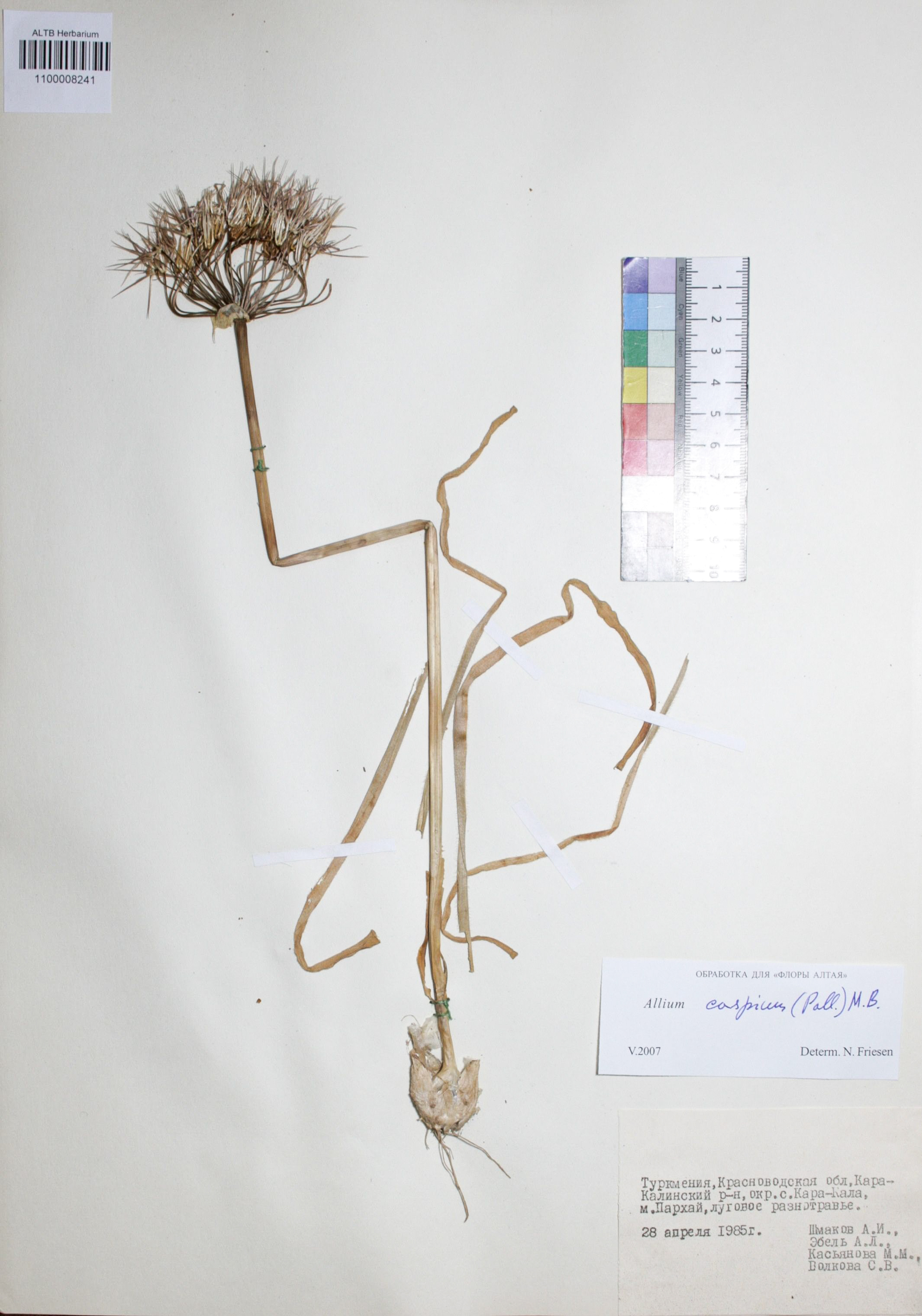 Allium caspium (Pall.) M. Bieb.