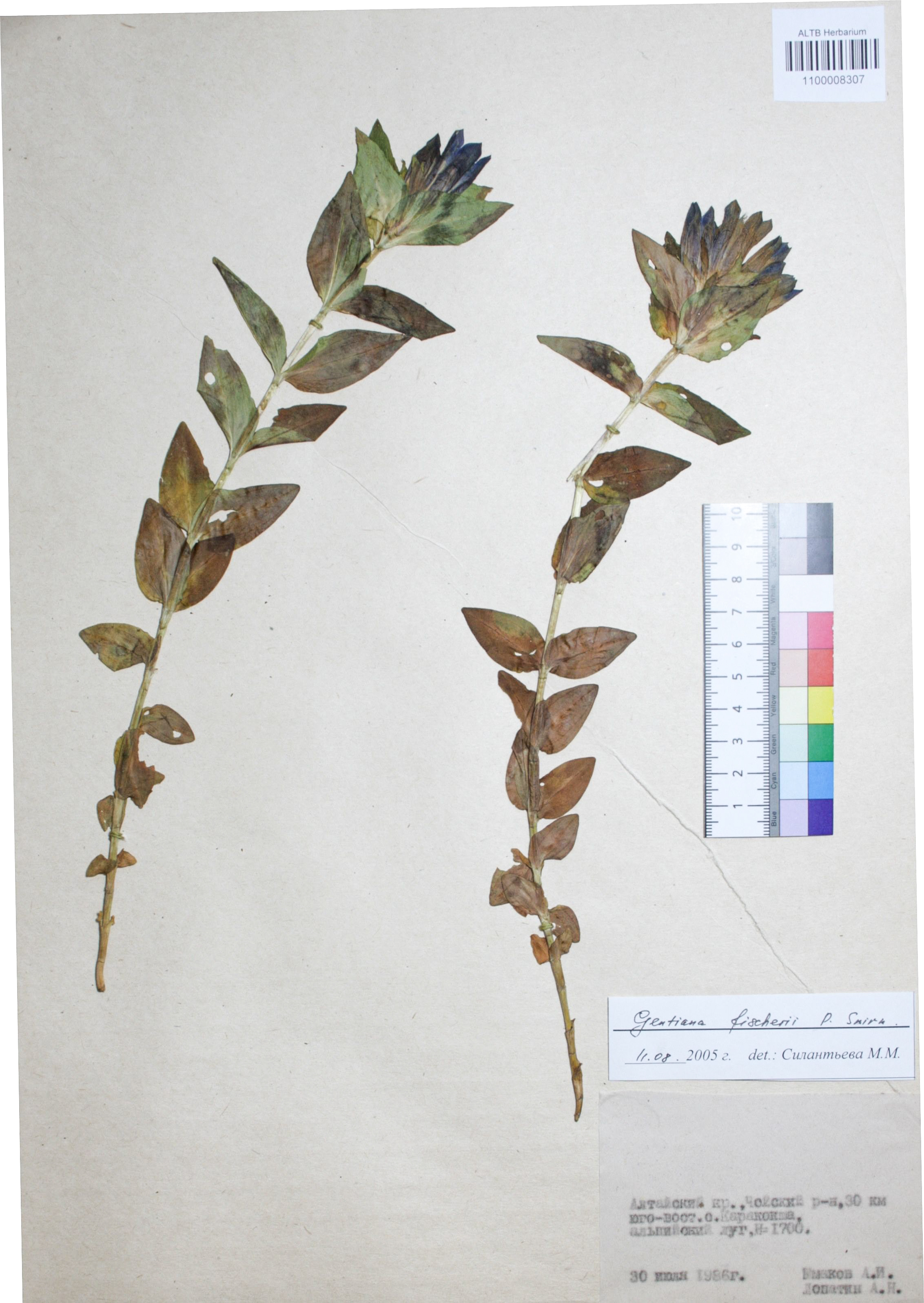 Gentiana fischeri P.A. Smirn.