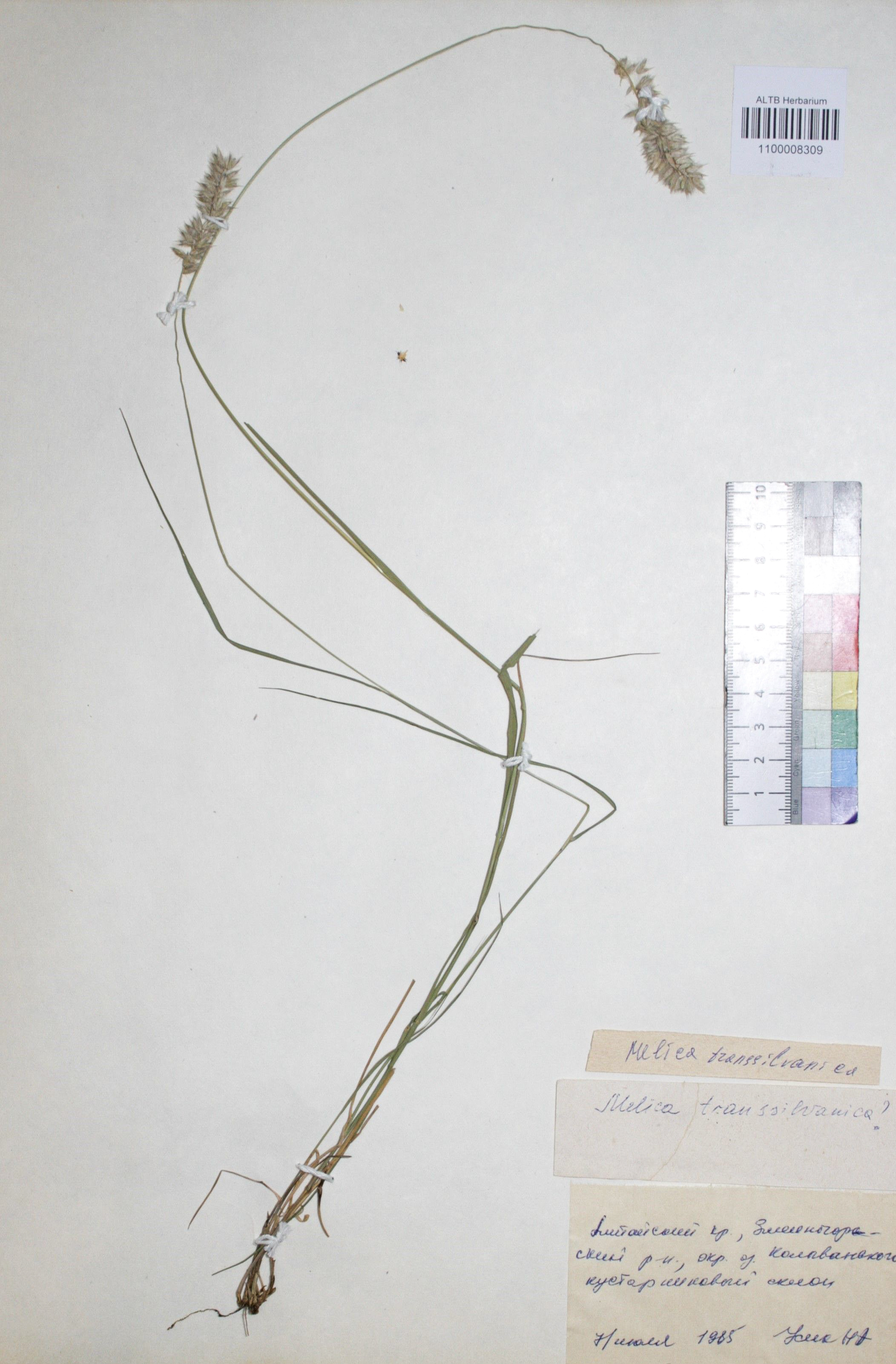 Melica transsilvanica Schur