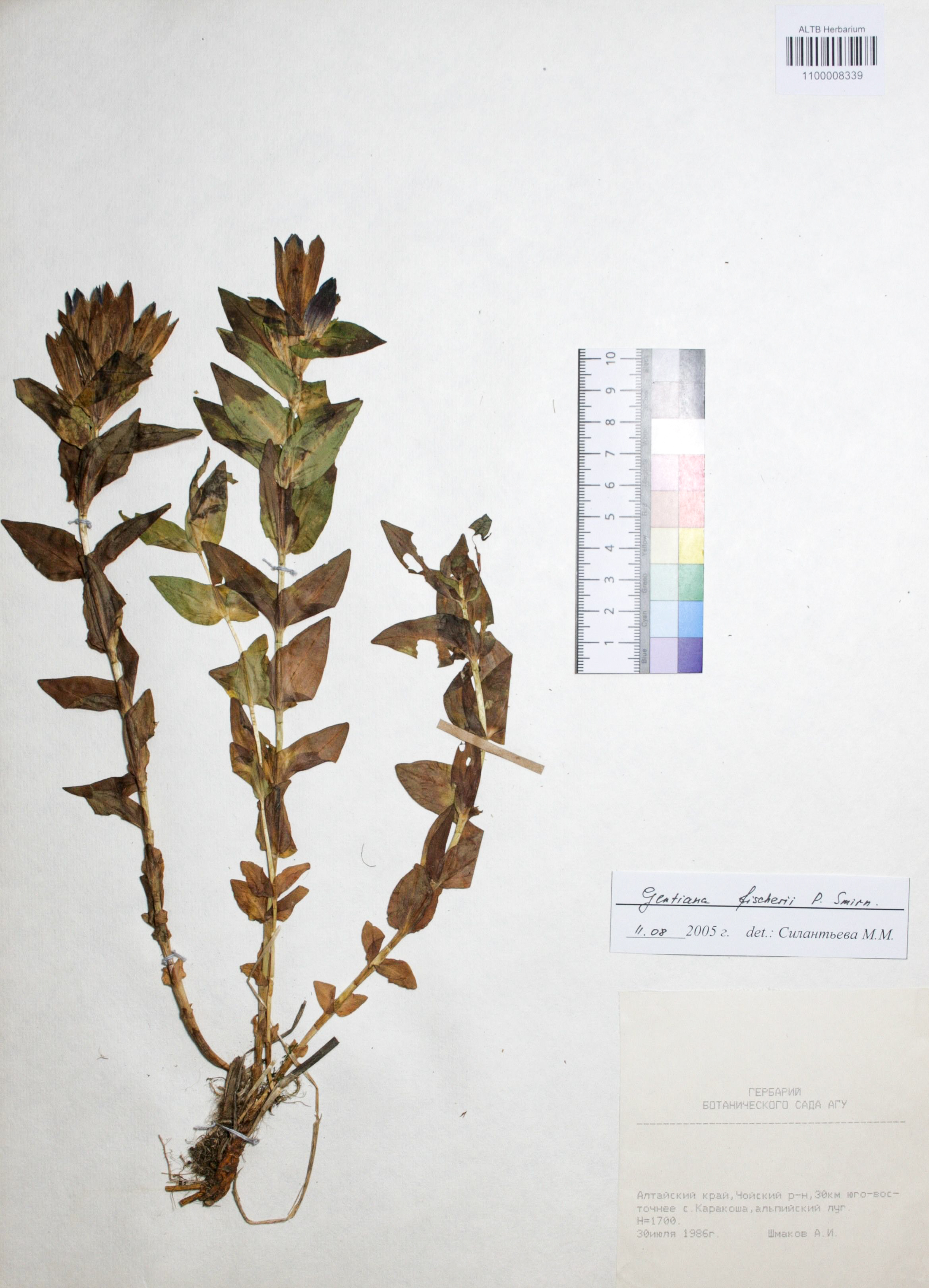 Gentiana fischeri P.A. Smirn.