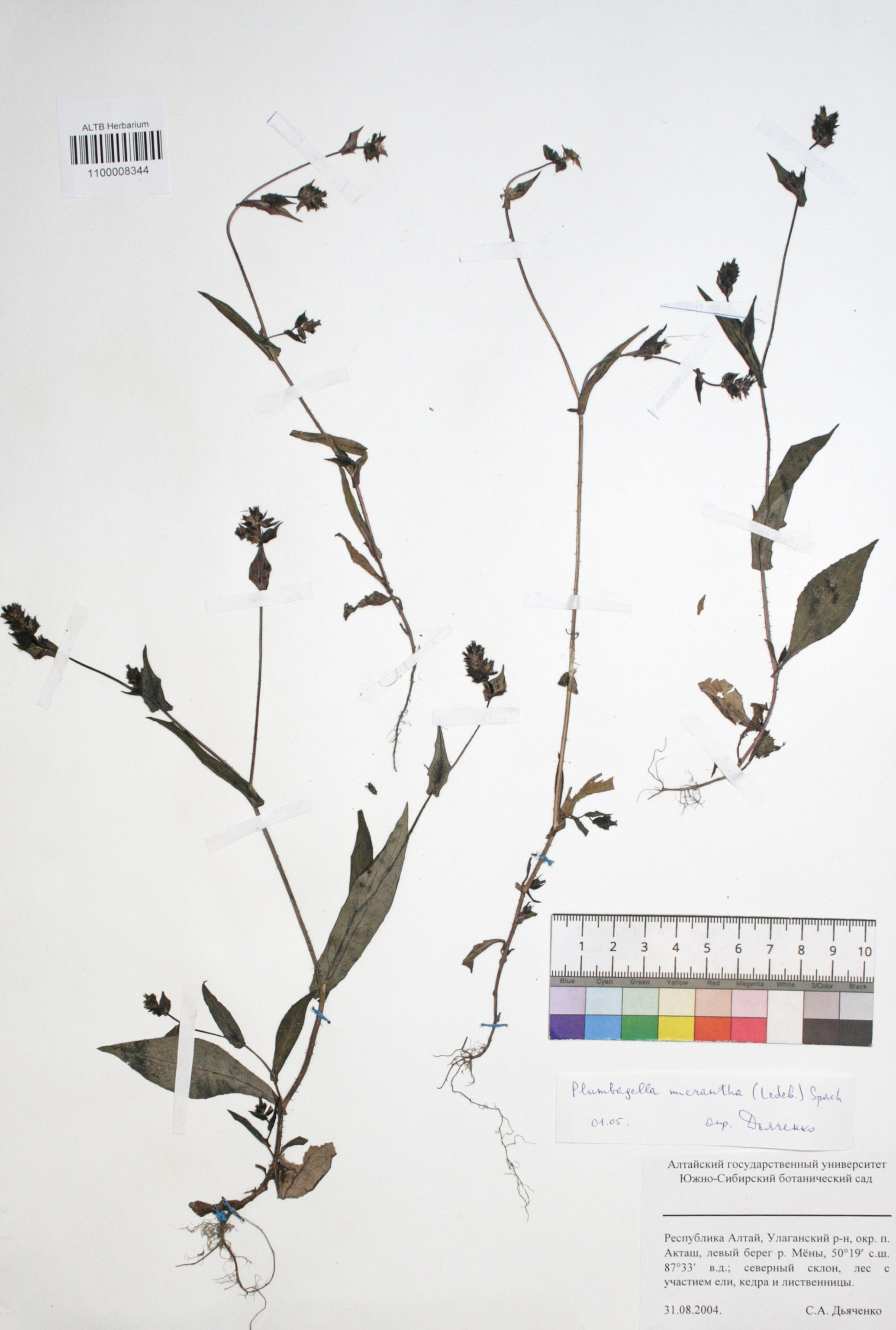 Plumbagella micrantha (Ledeb.) Spach