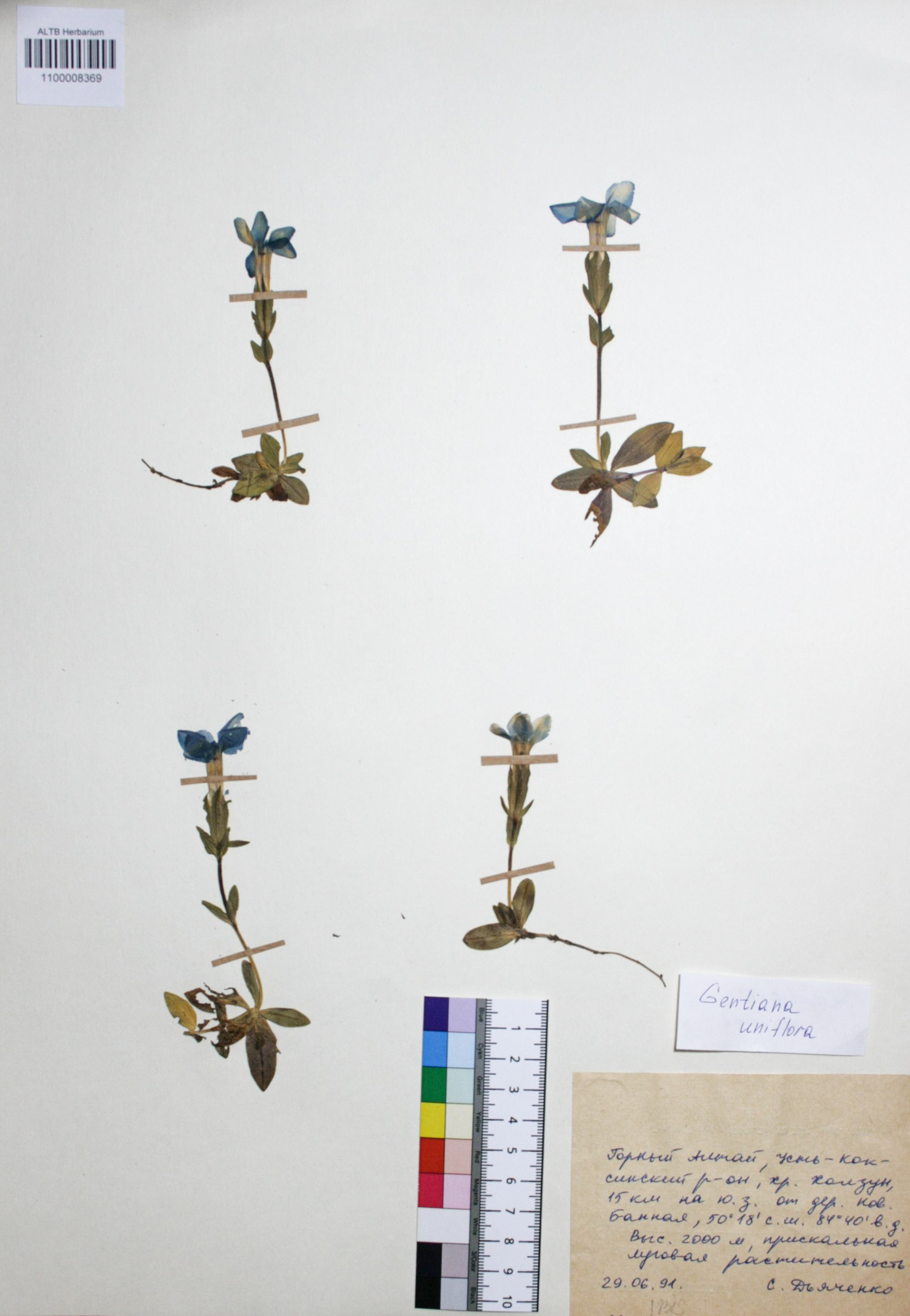 Gentianaceae,Gentiana uniflora Georgi Gentianaceae,Gentiana uniflora Georgi